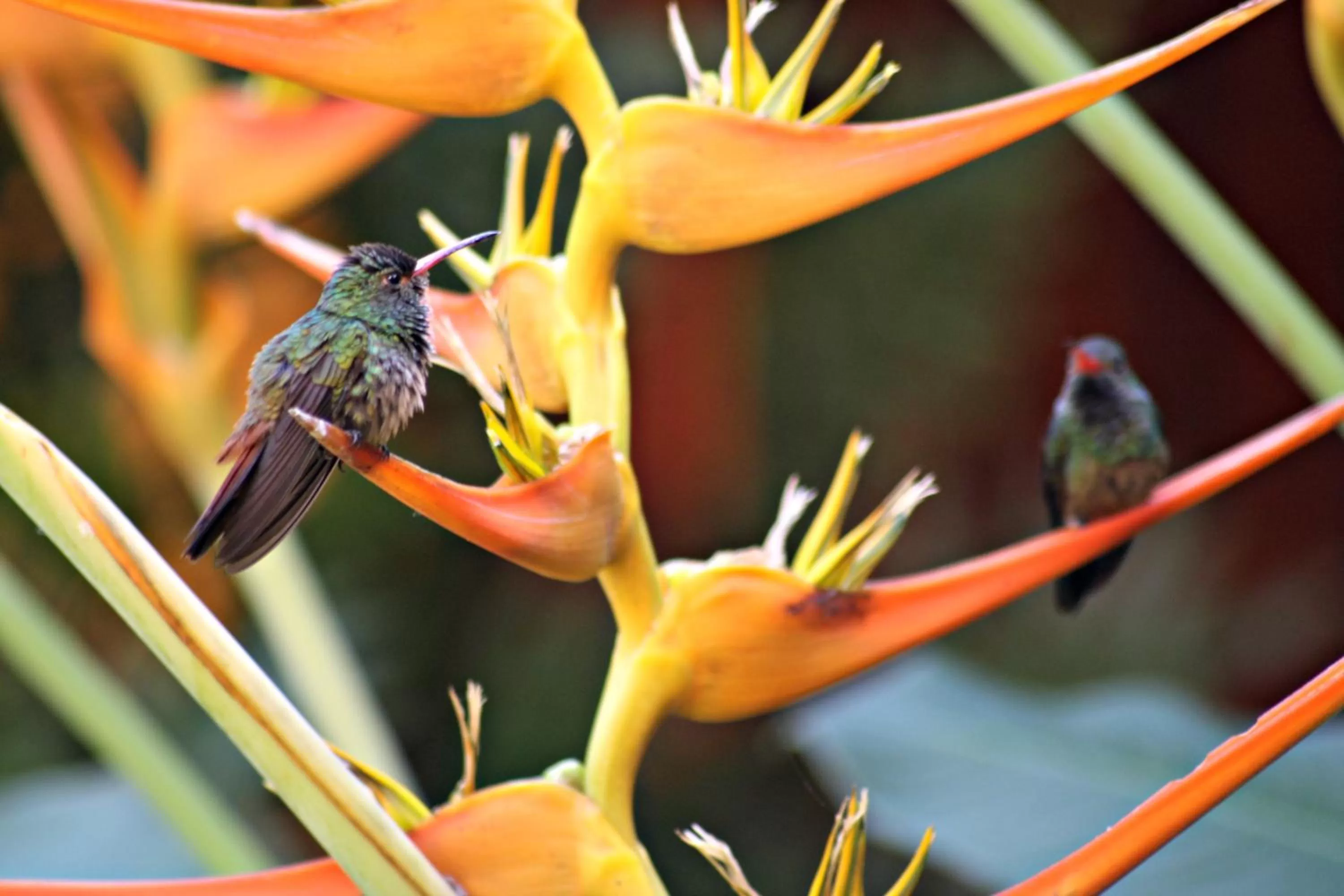Natural landscape, Other Animals in La Casa Amarilla