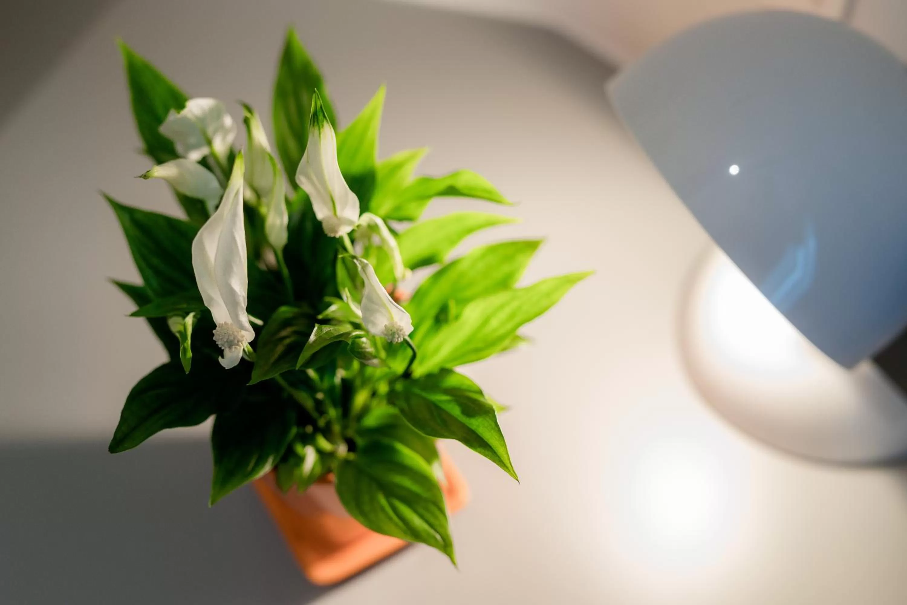 Decorative detail in Hotel Florjančkov Hram