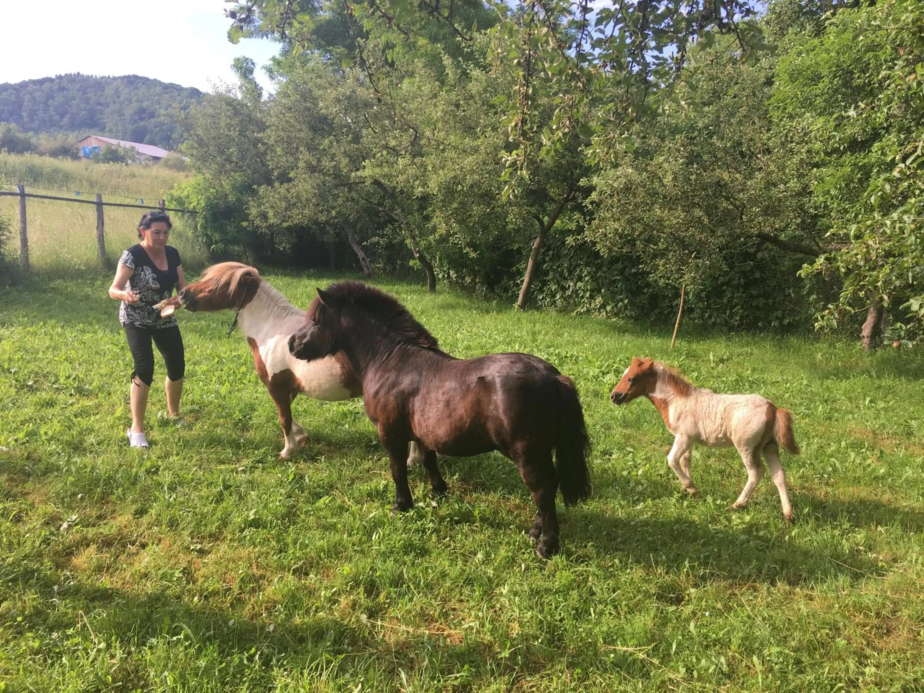 Property building in Pensiunea SilvAnka