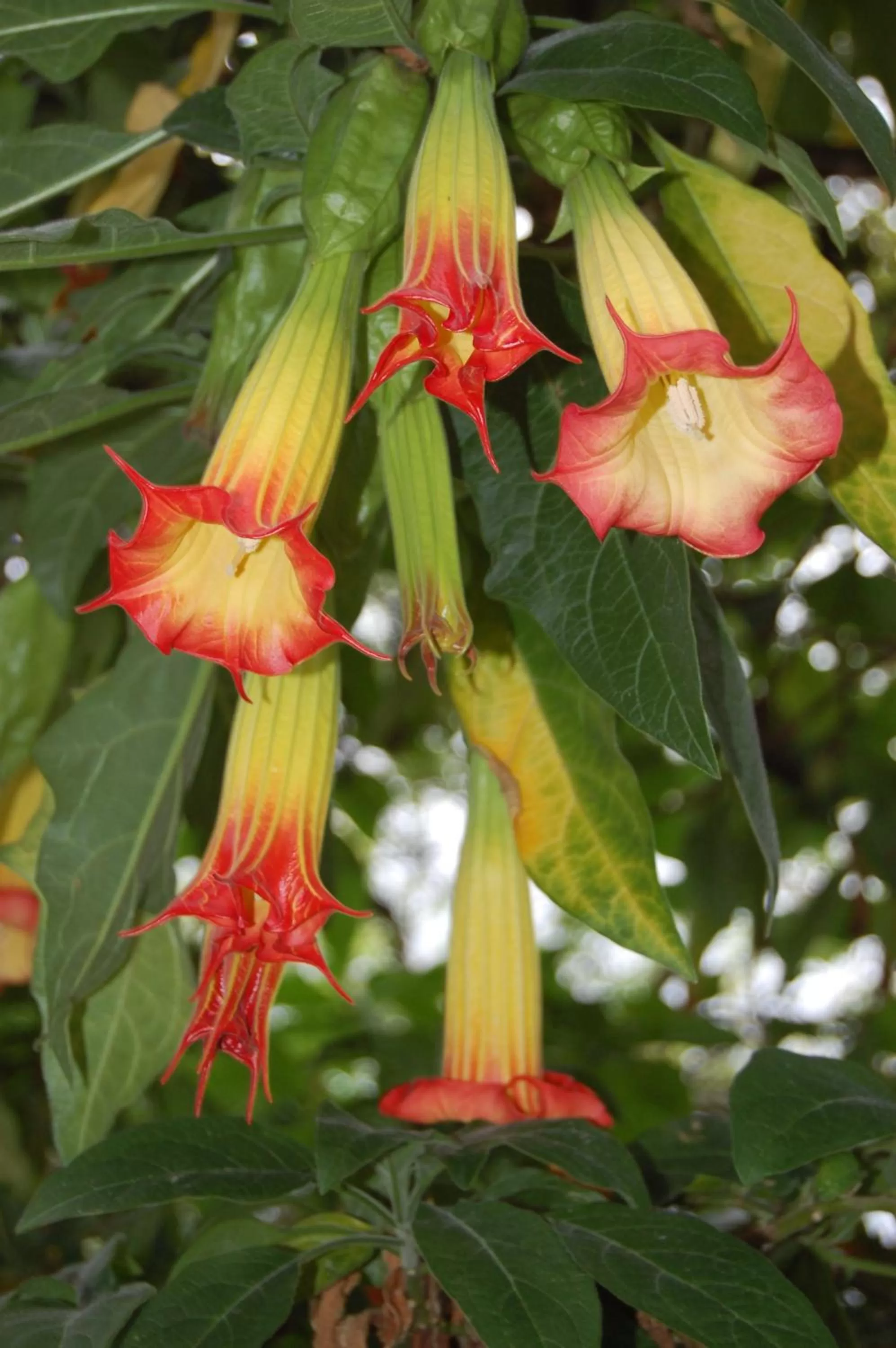 Garden in Apartamentos Otorongo Cuenca Ecuador