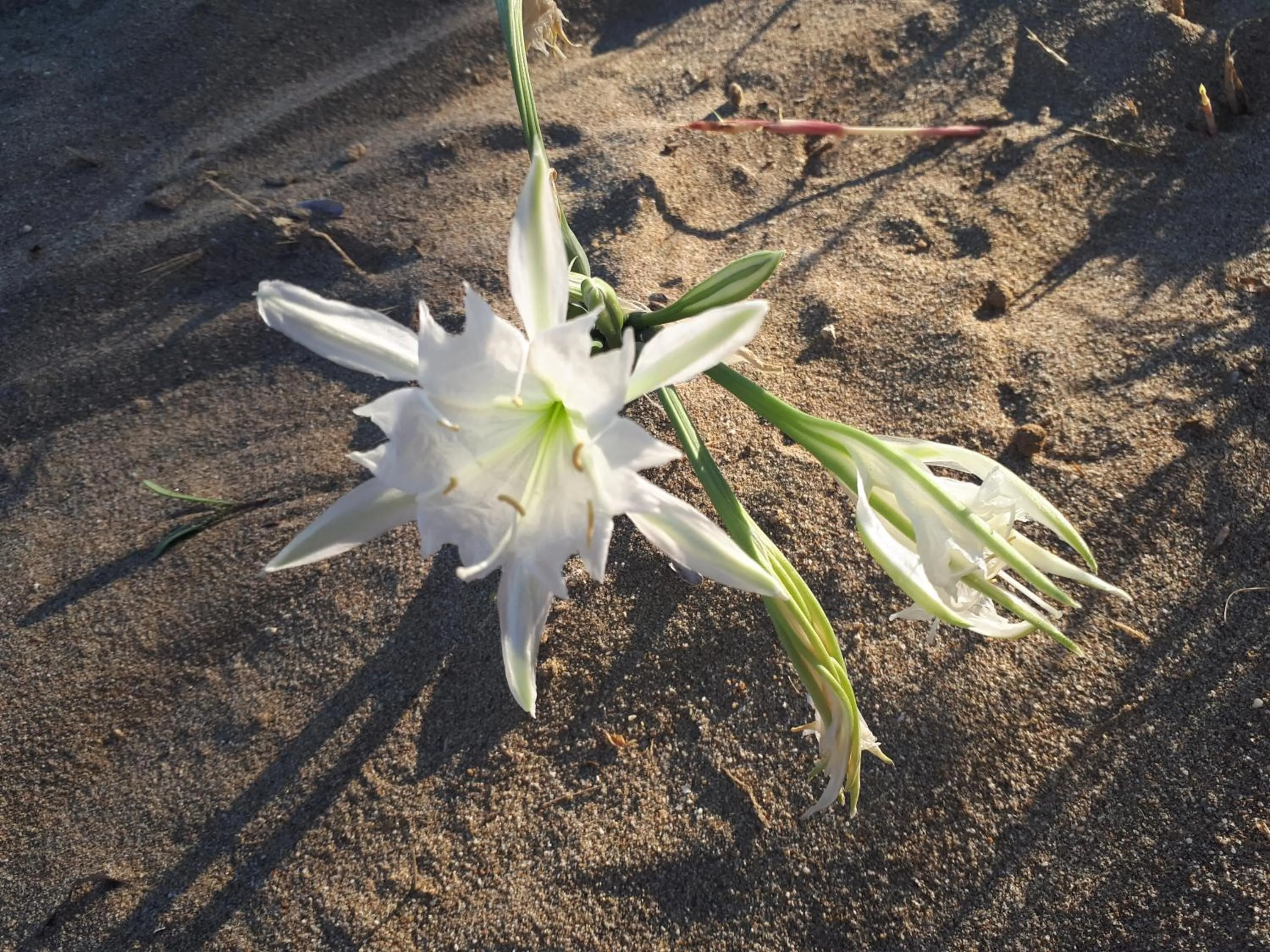 Beach in Ilian Beach & Apartments