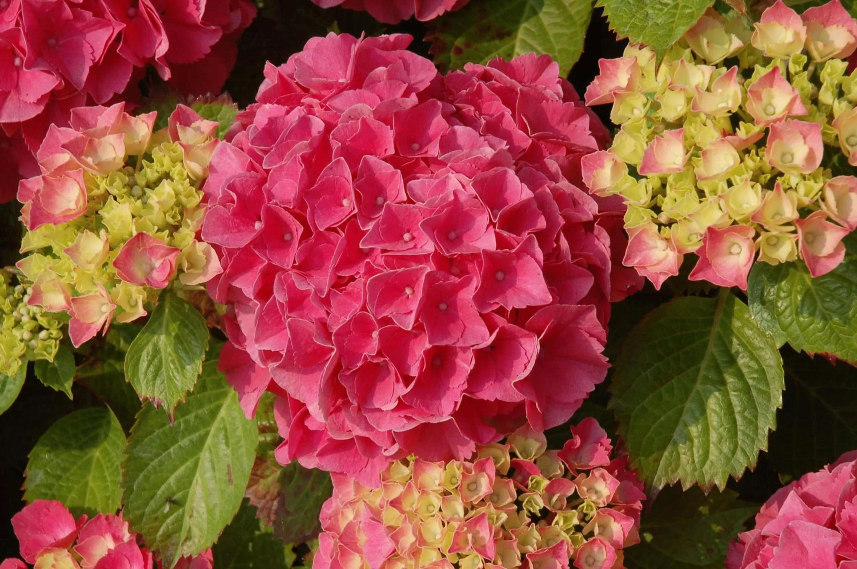 Garden in B&B Bloemenweelde