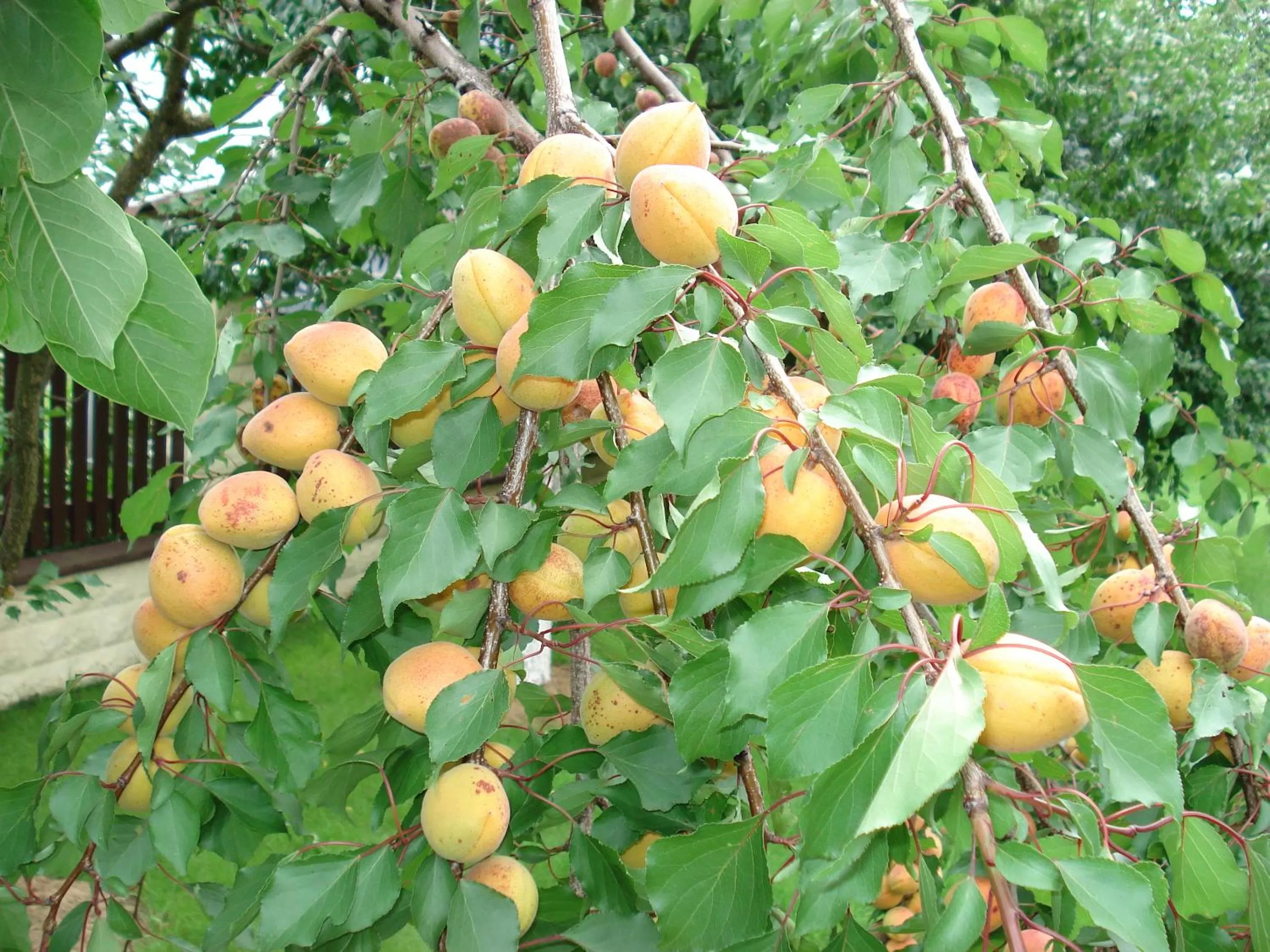 Property building in Guest House Linas