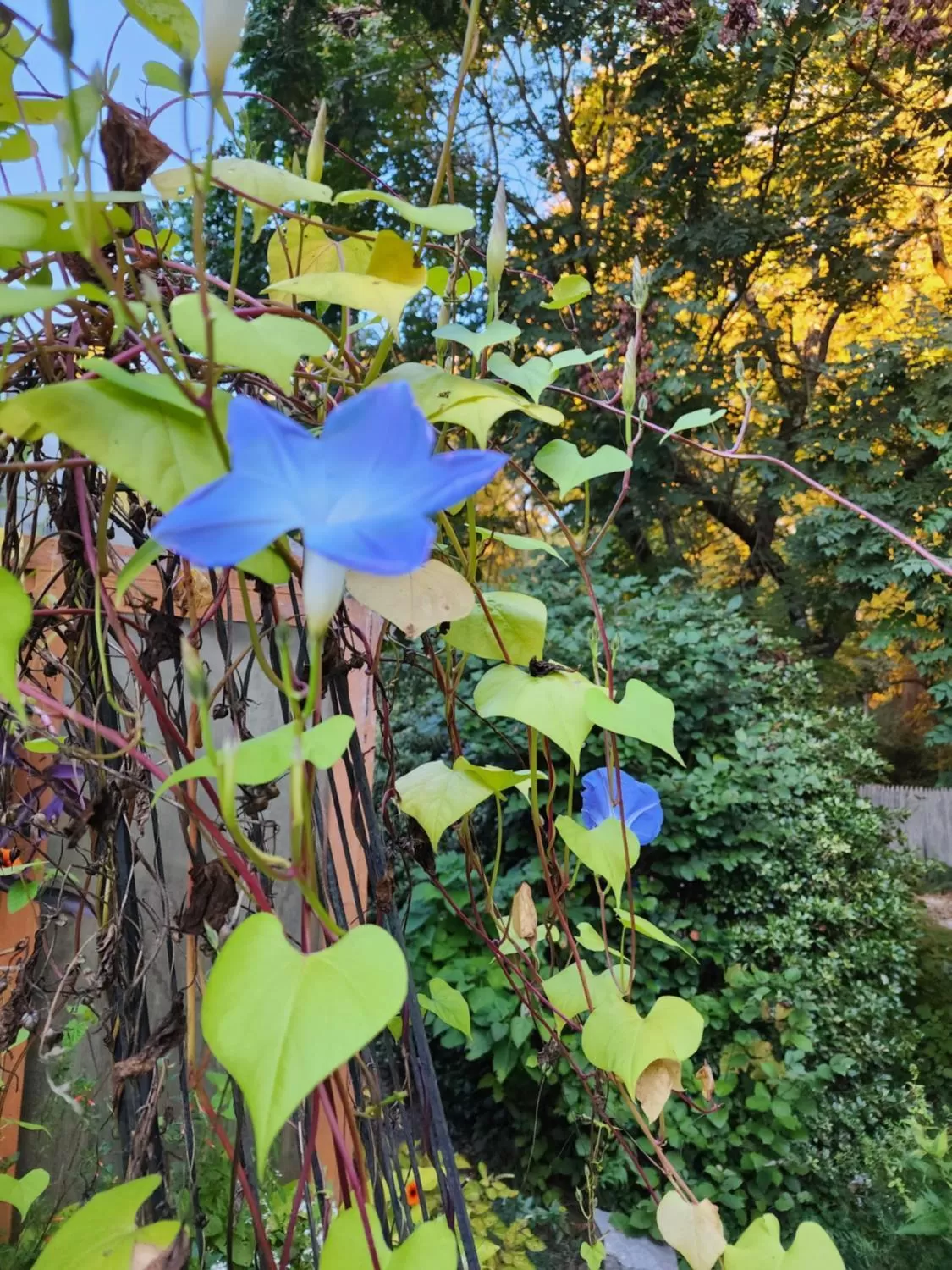 House of 1833 Bed and Breakfast