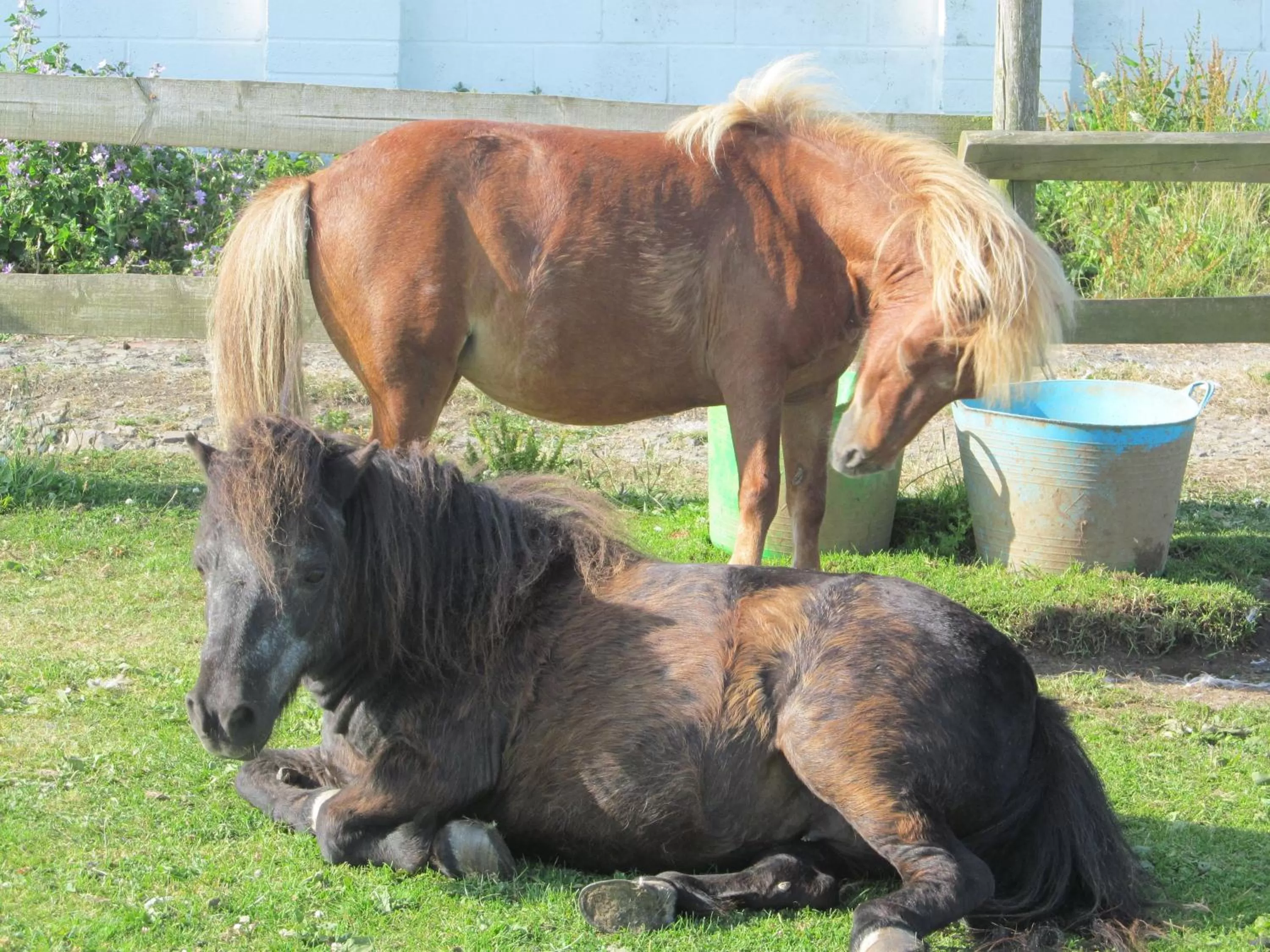 Garden in Upton Cross B&B