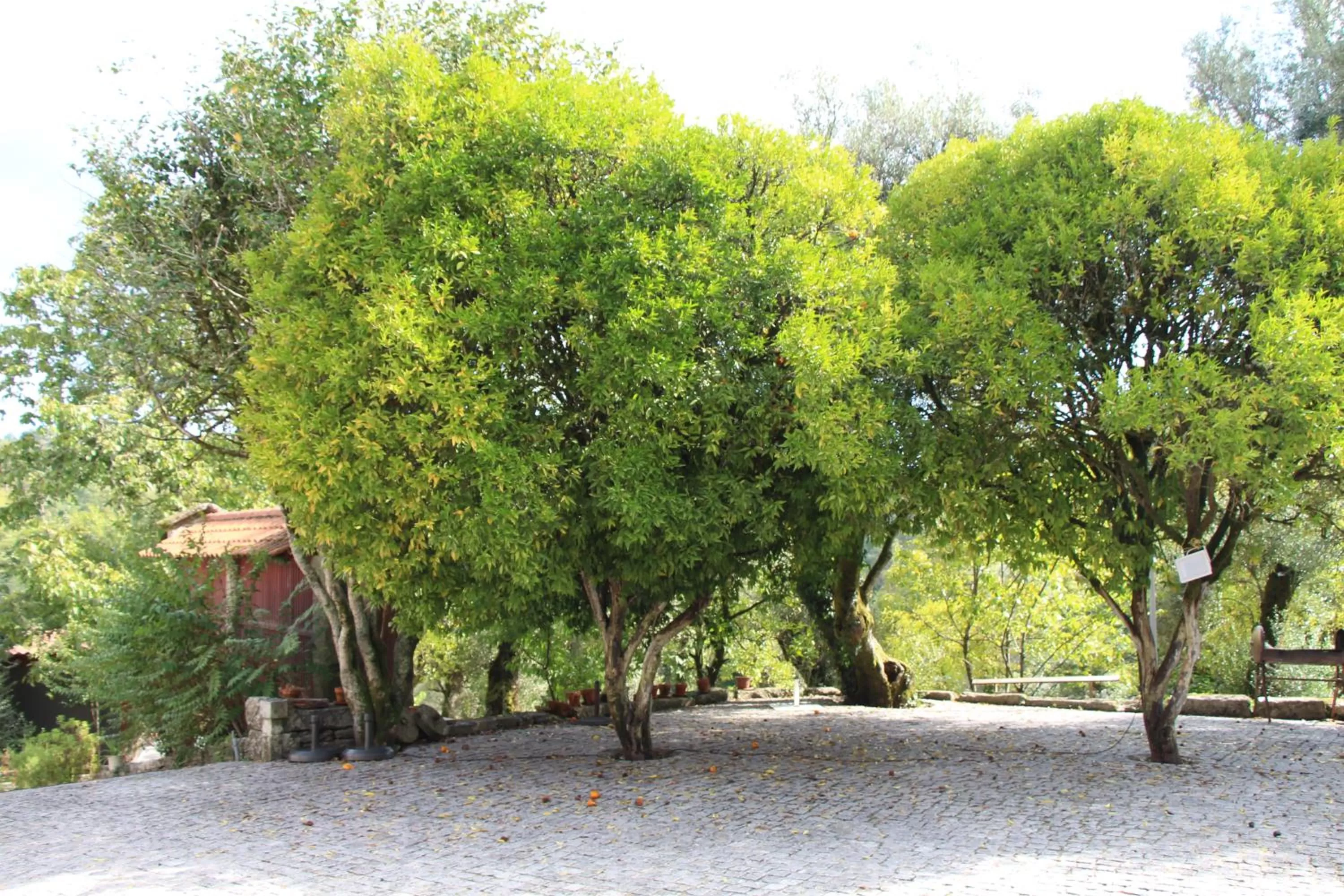 Garden in Hotel Rural de Charme Maria da Fonte