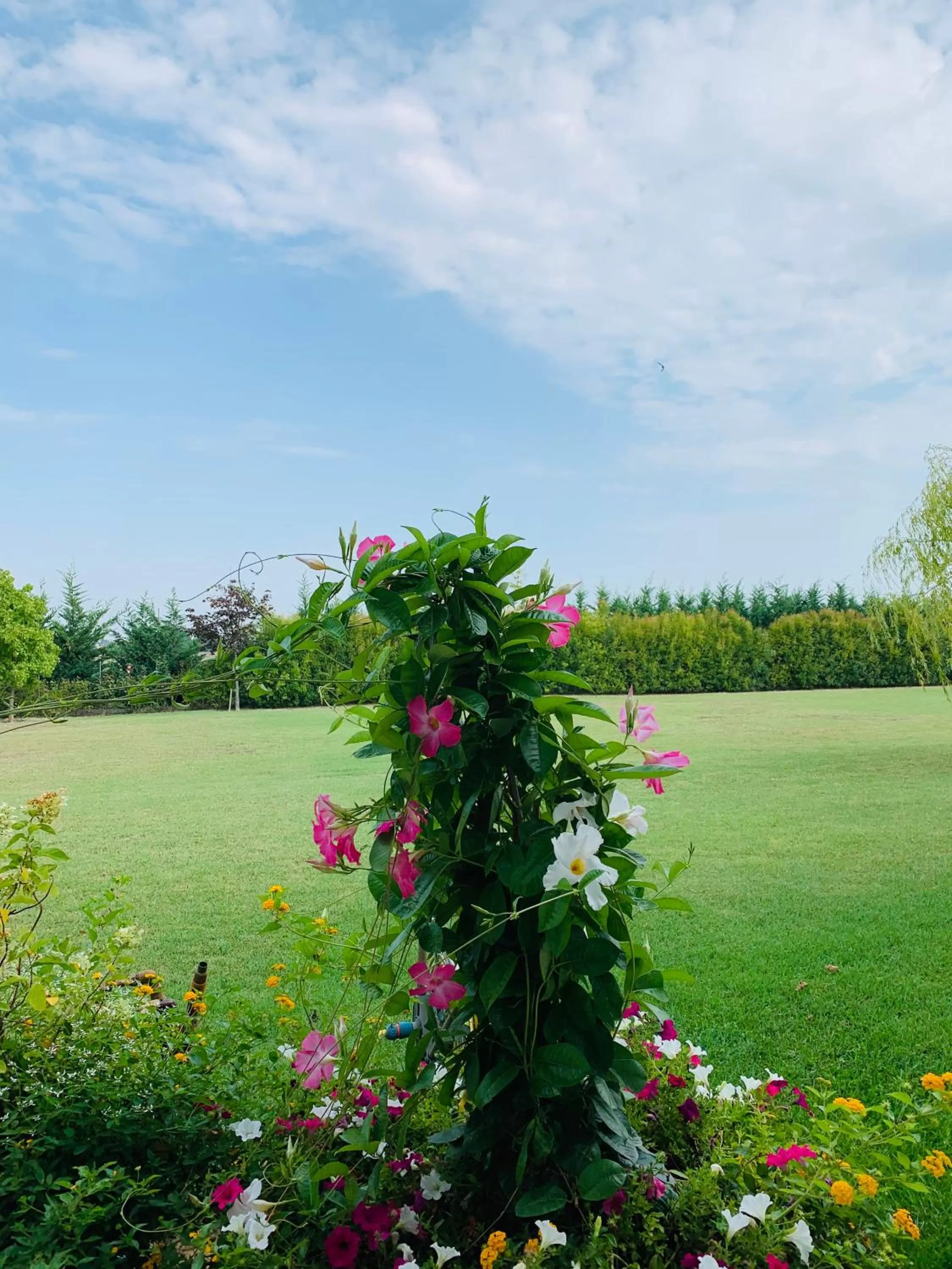 Garden in B&B Beauty House