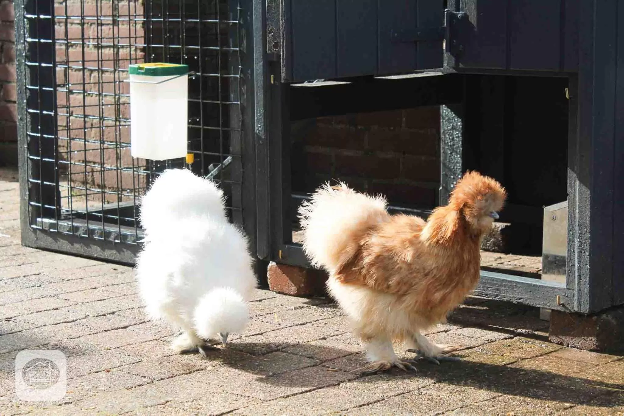 Animals in Villa Pats