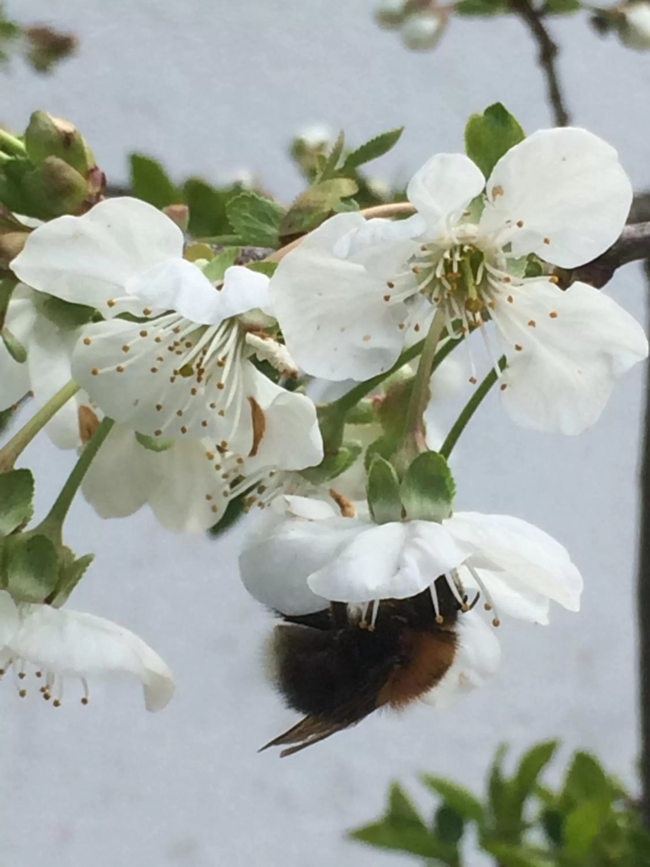 Other in Gasthof Herrnhaus