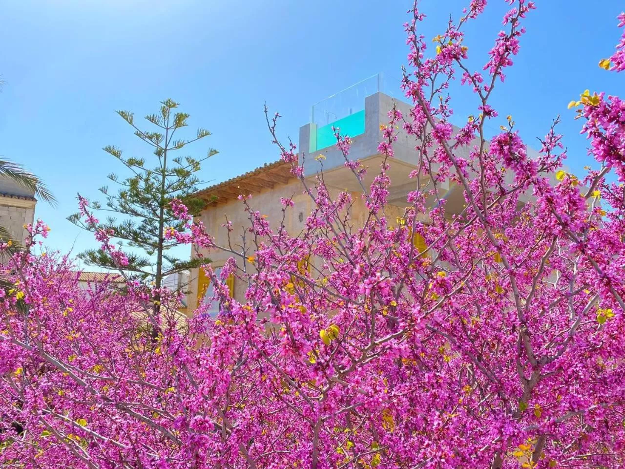 Garden in Hotel Boutique Can Pocovi
