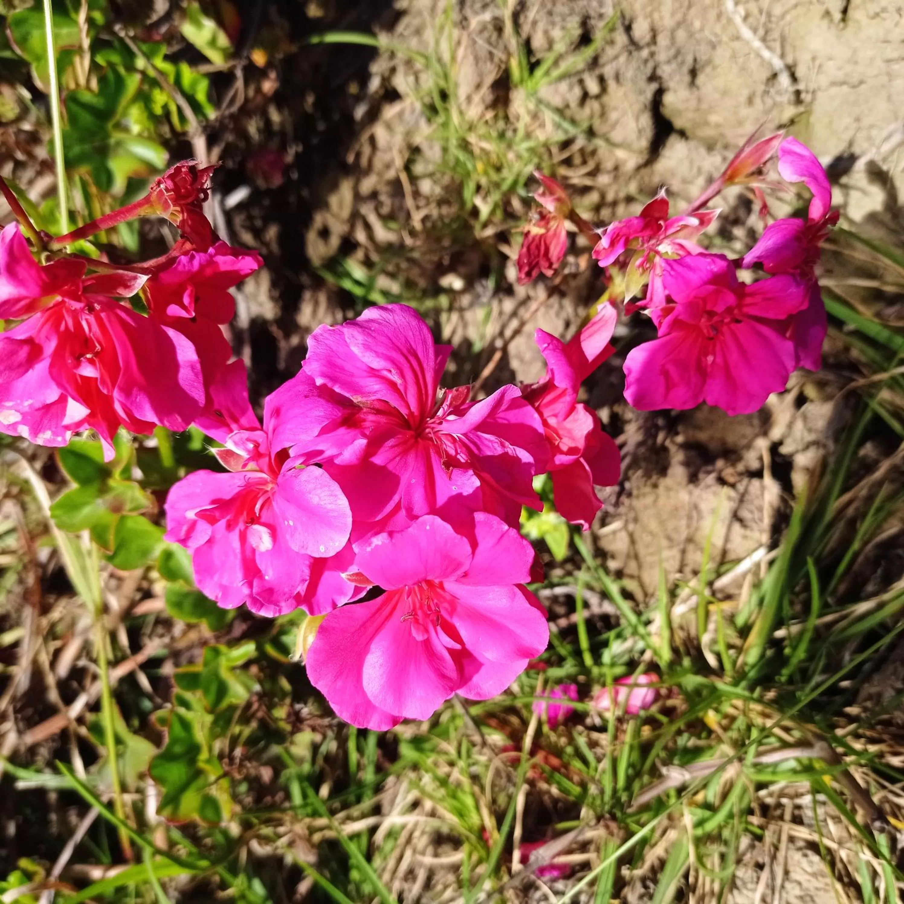 Garden in Hotel Refugio Pozo Azul
