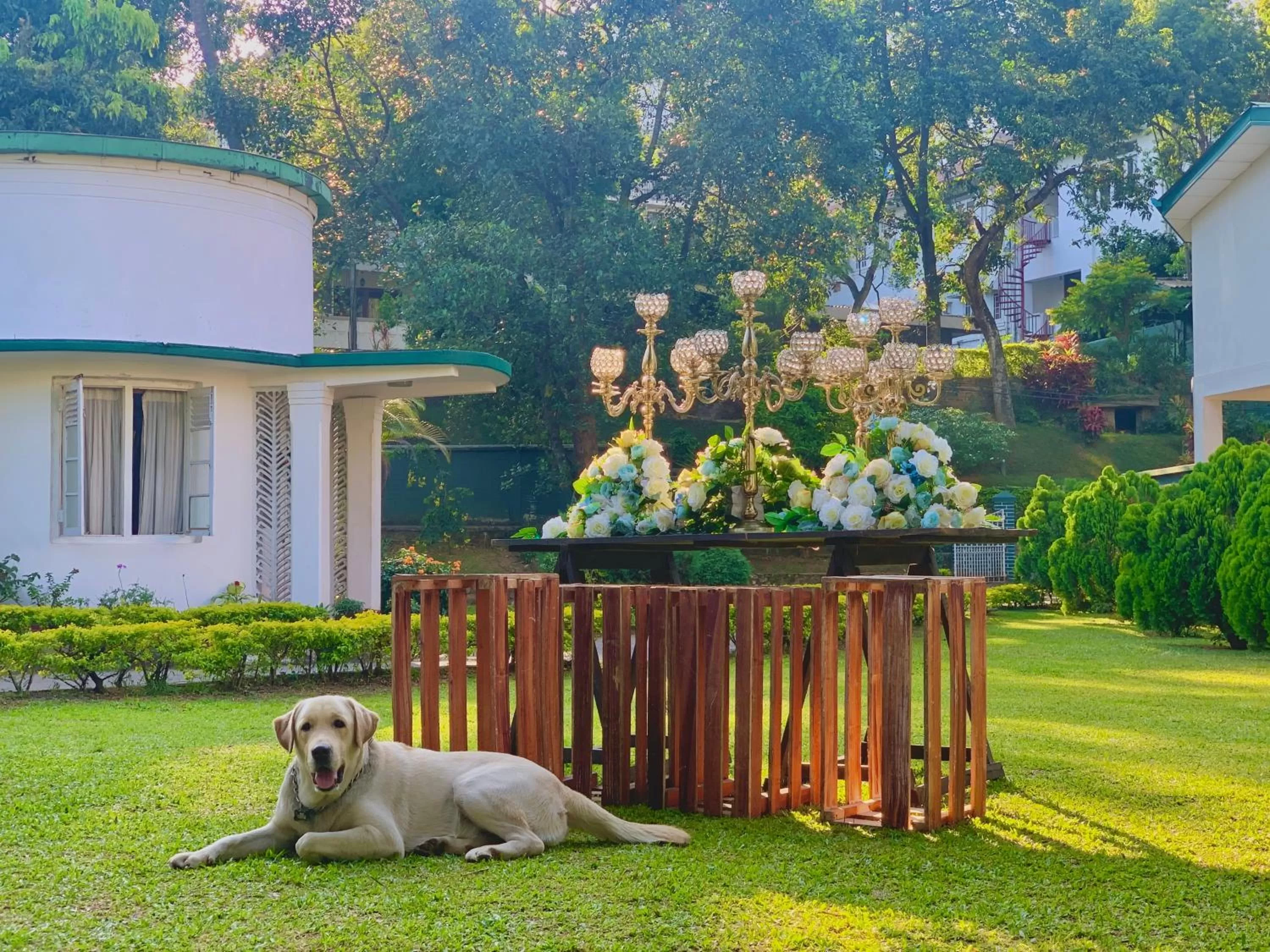 Property building, Pets in Fortuna Heritage Home