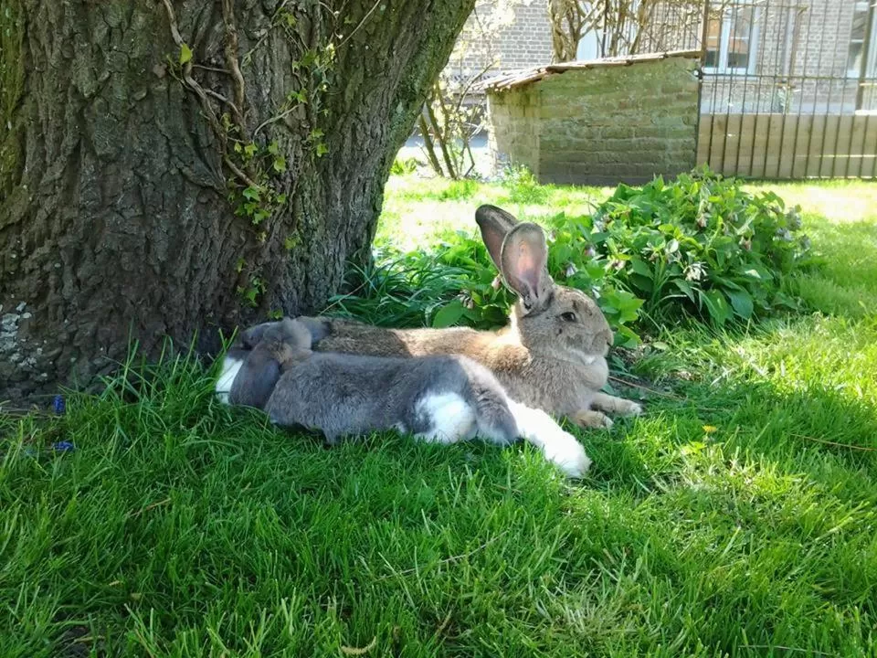 Other Animals in B&B Het Schaliënhof