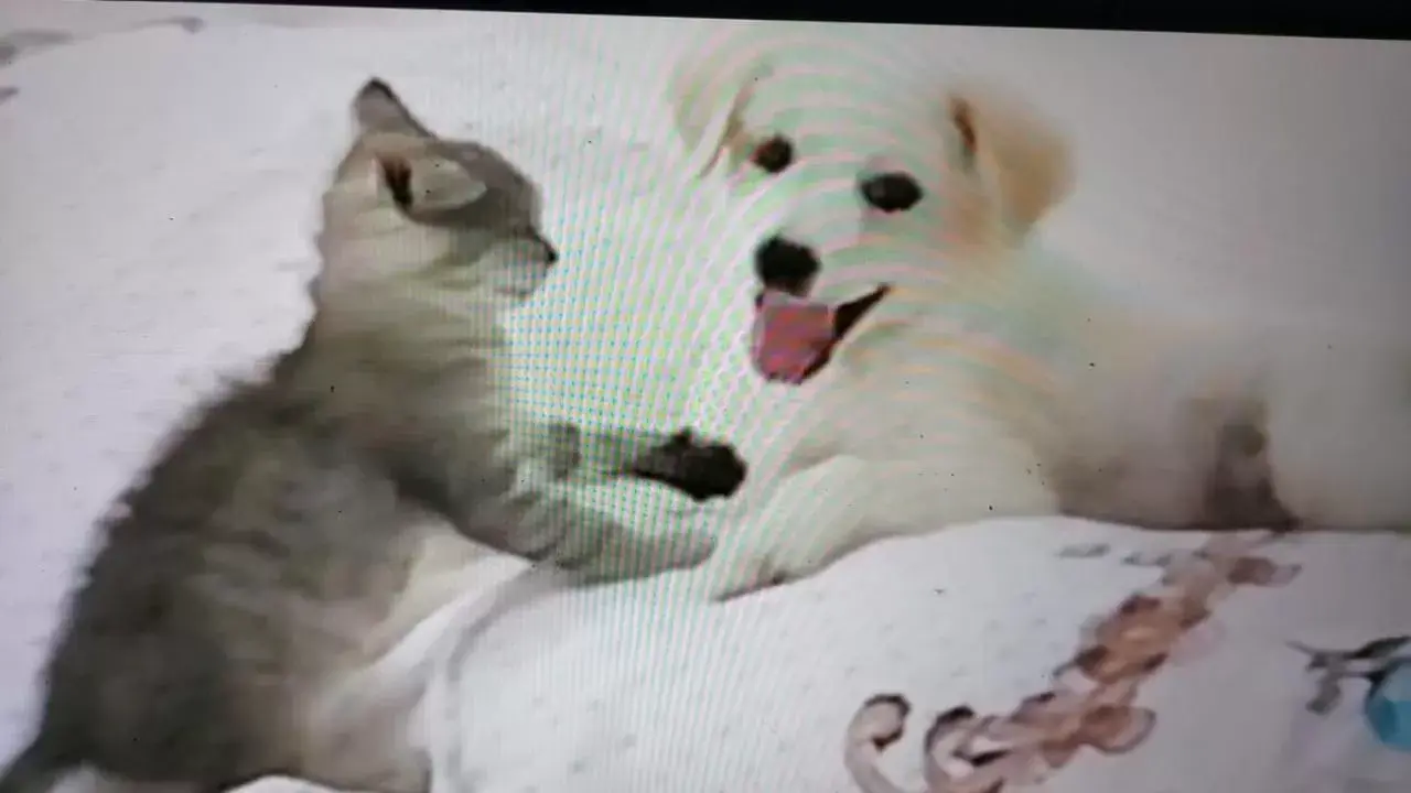 Studio with Sea View in PURE WELLNESS SEA-VIEW Beluga & Dolphin Luxury HOTEL apartments Studio with Sea View in PURE WELLNESS SEA-VIEW Beluga & Dolphin Luxury HOTEL apartments