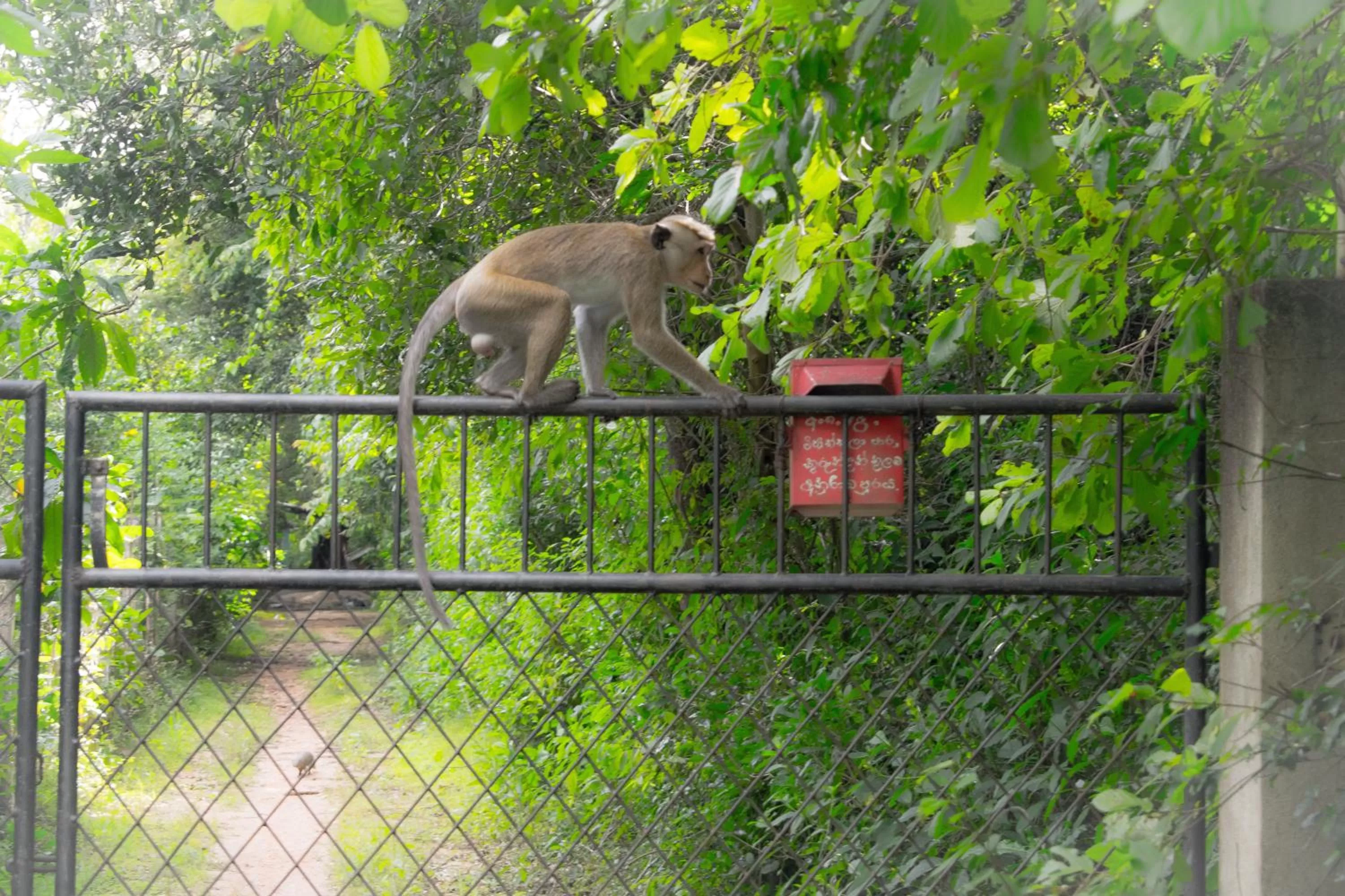 Other Animals in Green Cottage