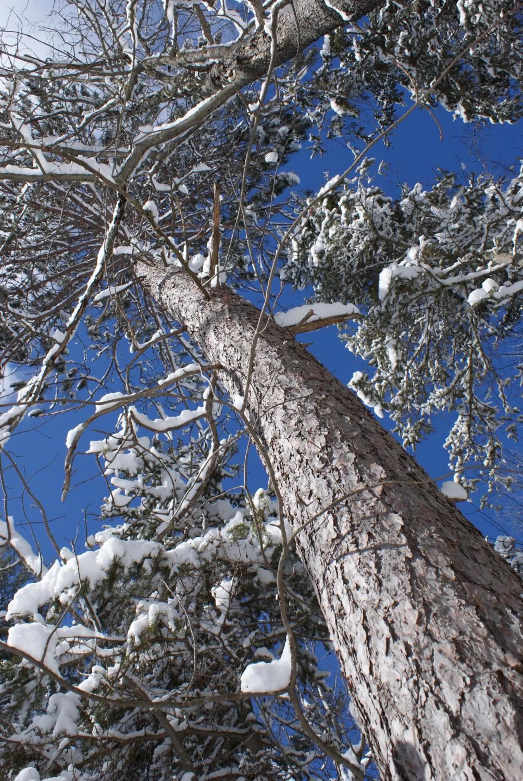 Bird's-eye View in Top of Algonquin Bed and Breakfast