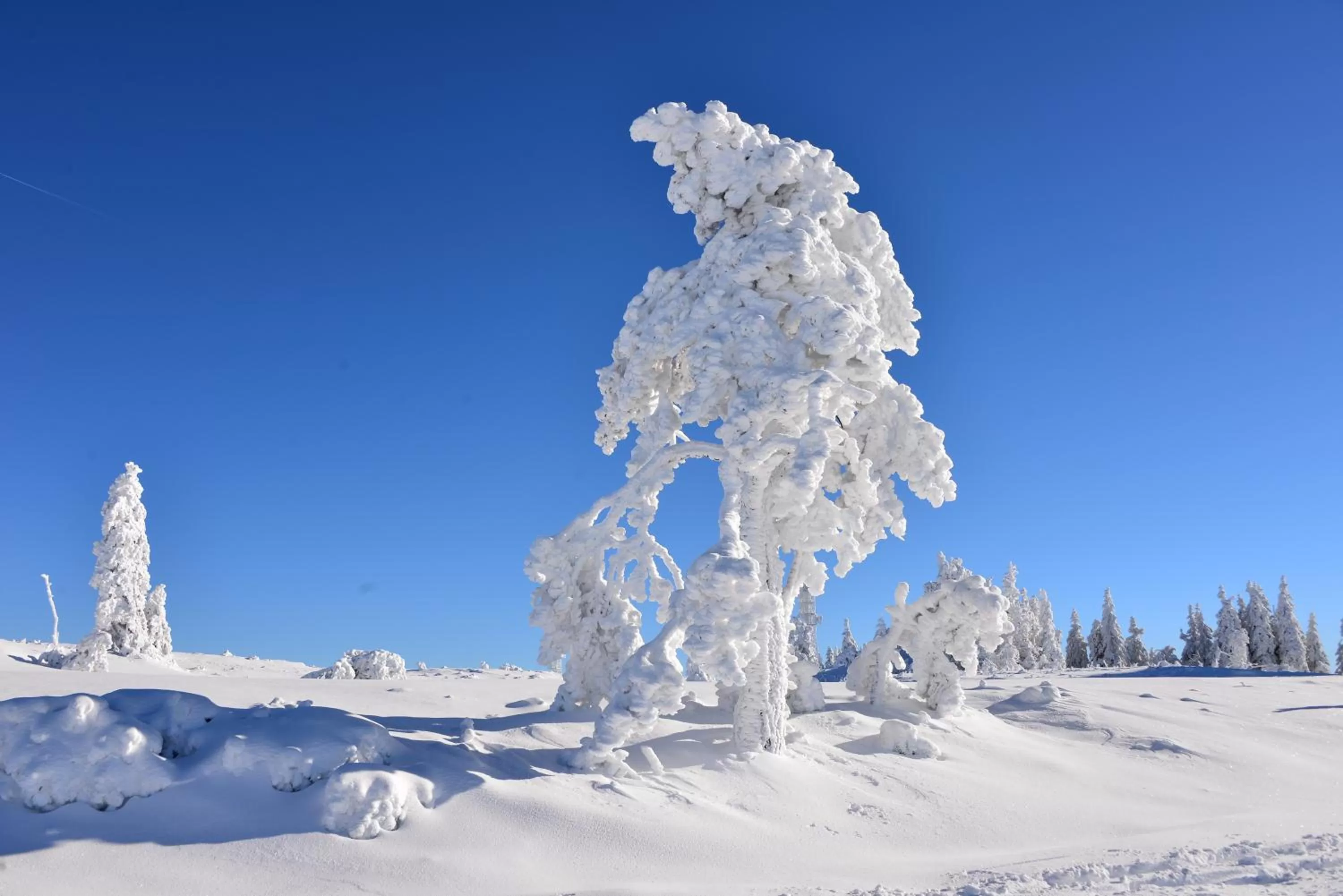 Natural landscape, Winter in RelaxHotel Tannenhof