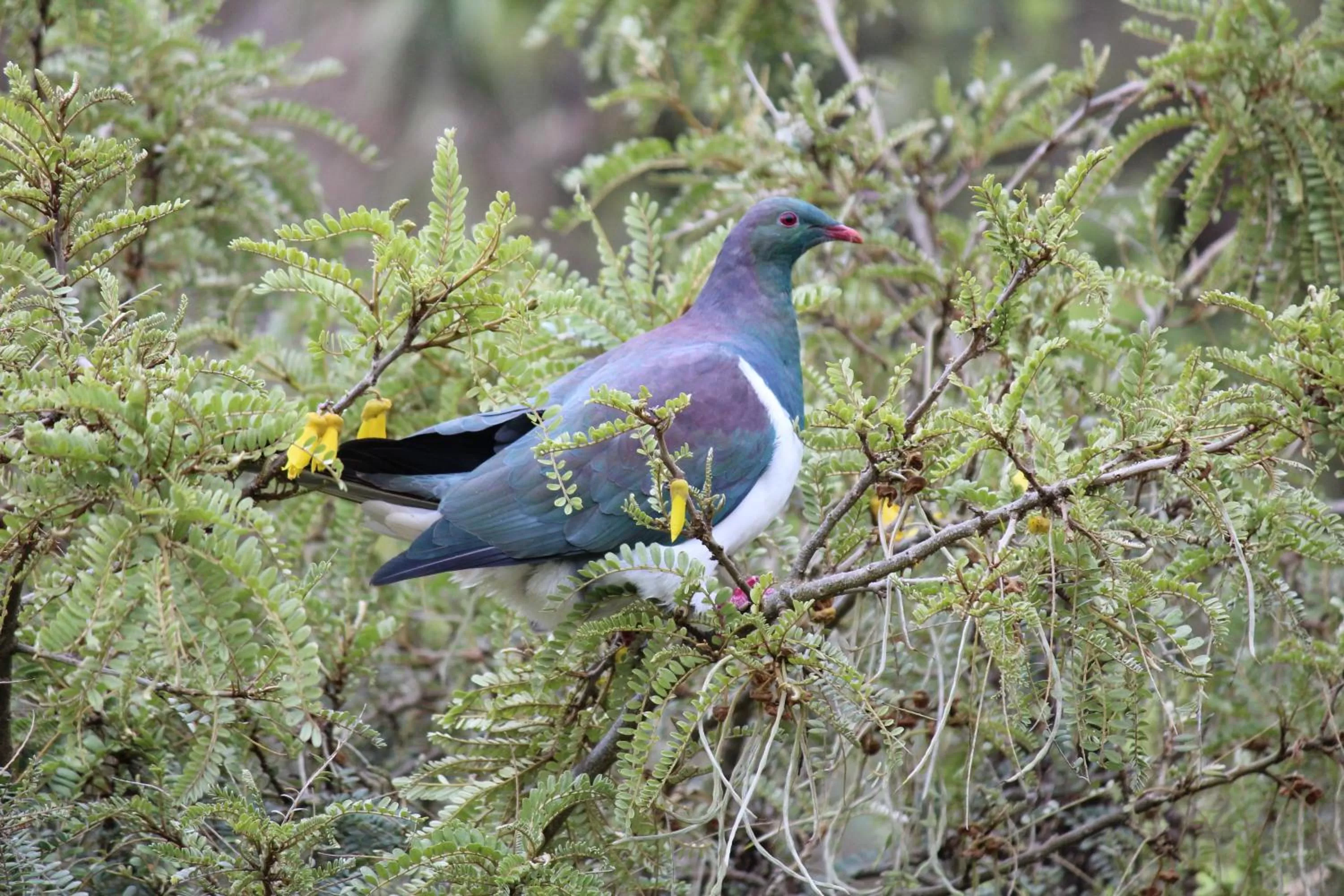 Property building, Other Animals in Tui Hideaway