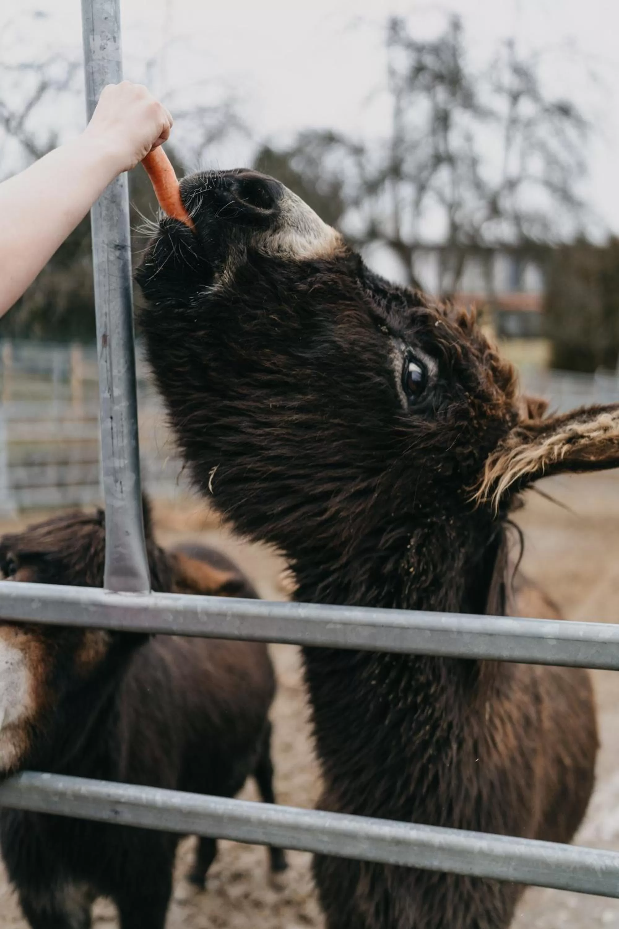 Other Animals in OREA Resort Panorama Moravský kras