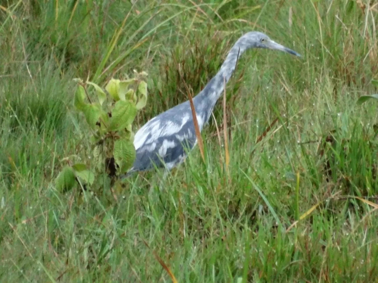 Activities, Other Animals in Posada Turística Rocas De Cabo Marzo