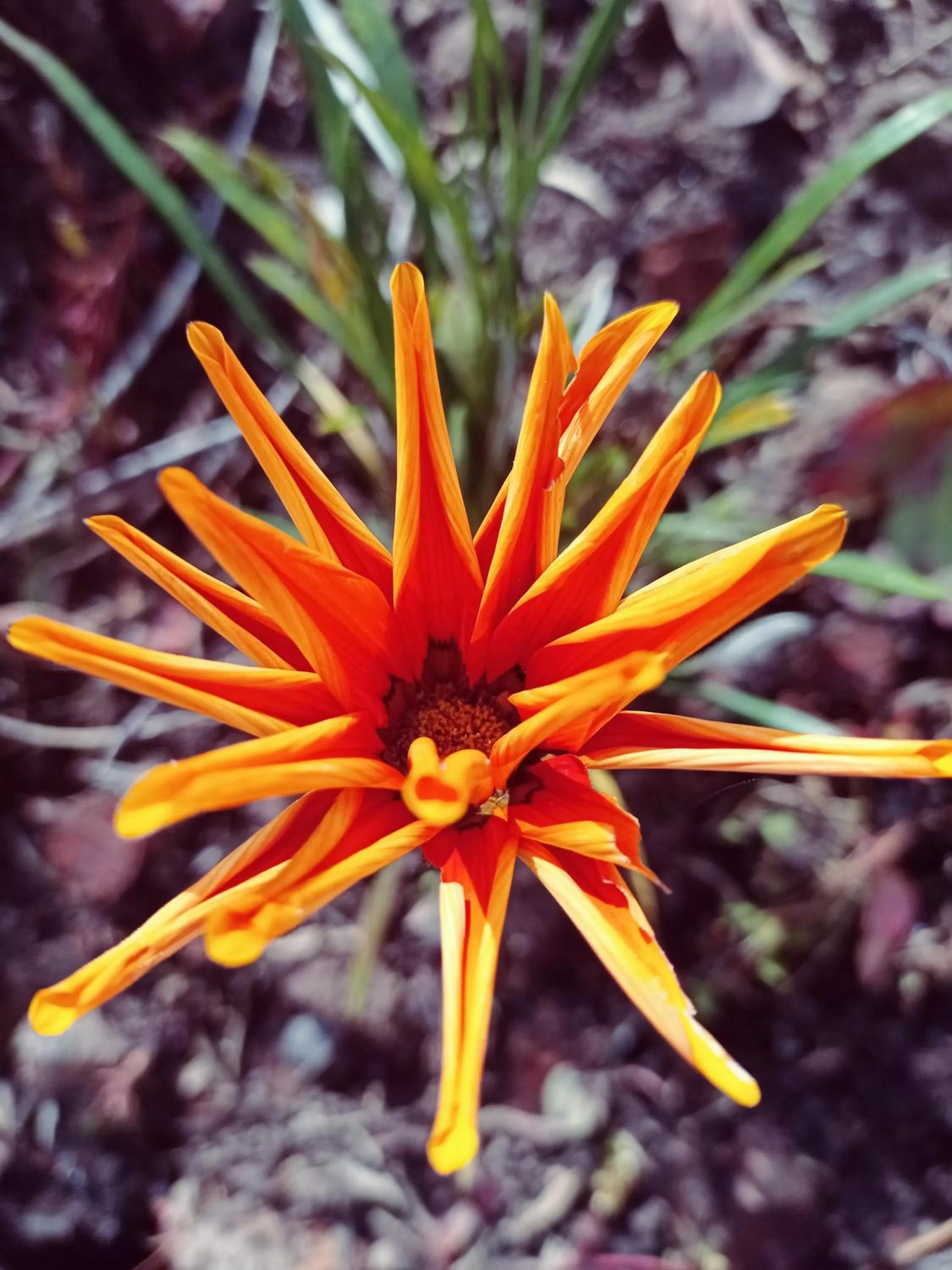 Other Animals in Hotel Refugio Pozo Azul