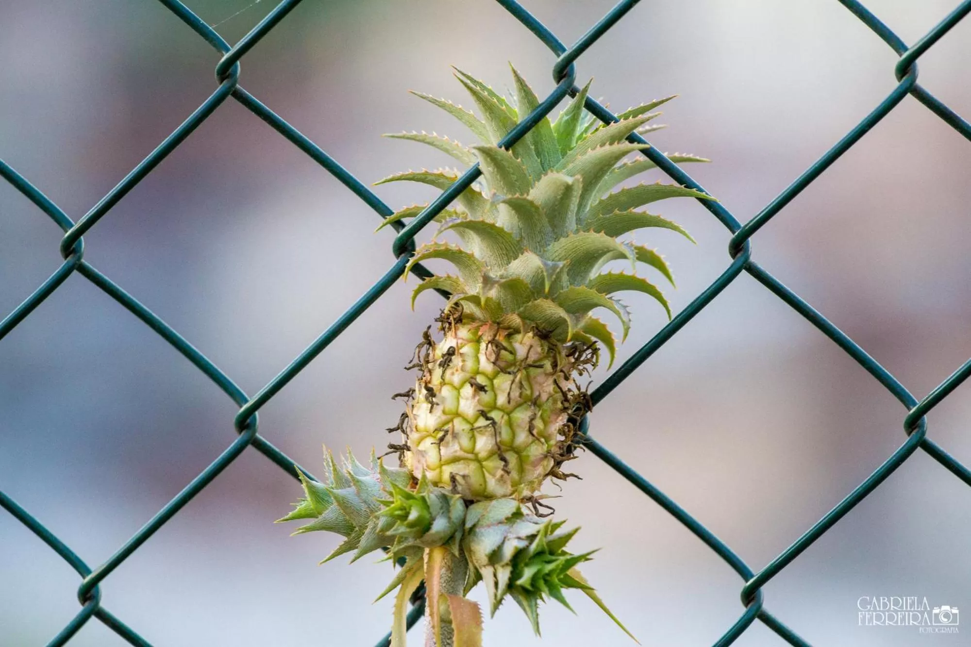 Garden, Food in Casa da Gente
