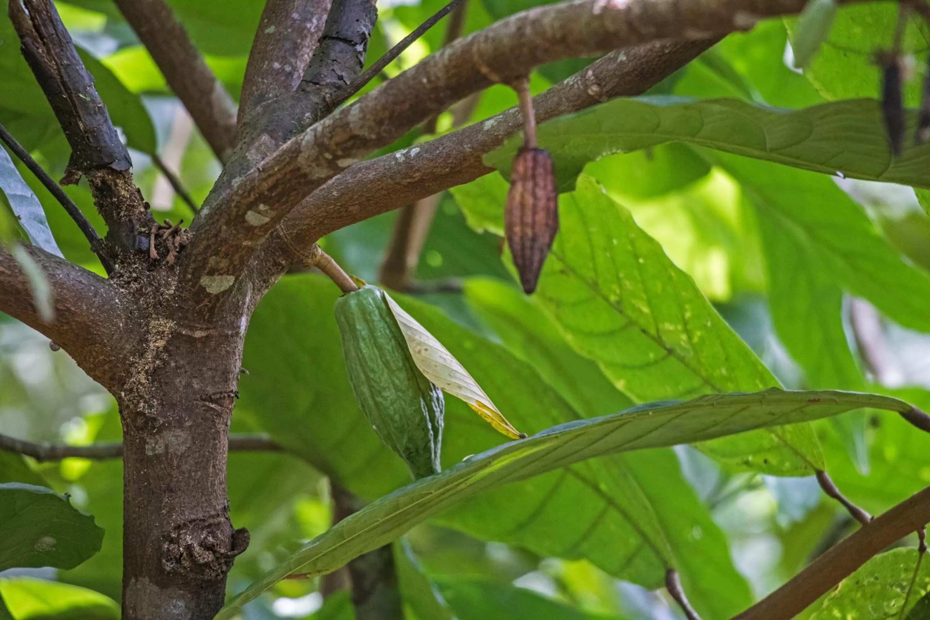 Natural landscape, Other Animals in Sattva Land