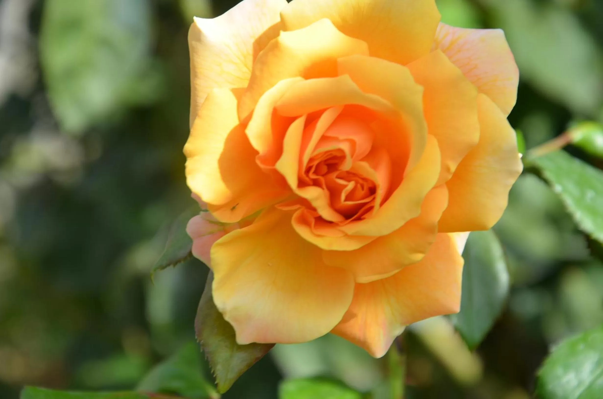 Garden in Il Torrione