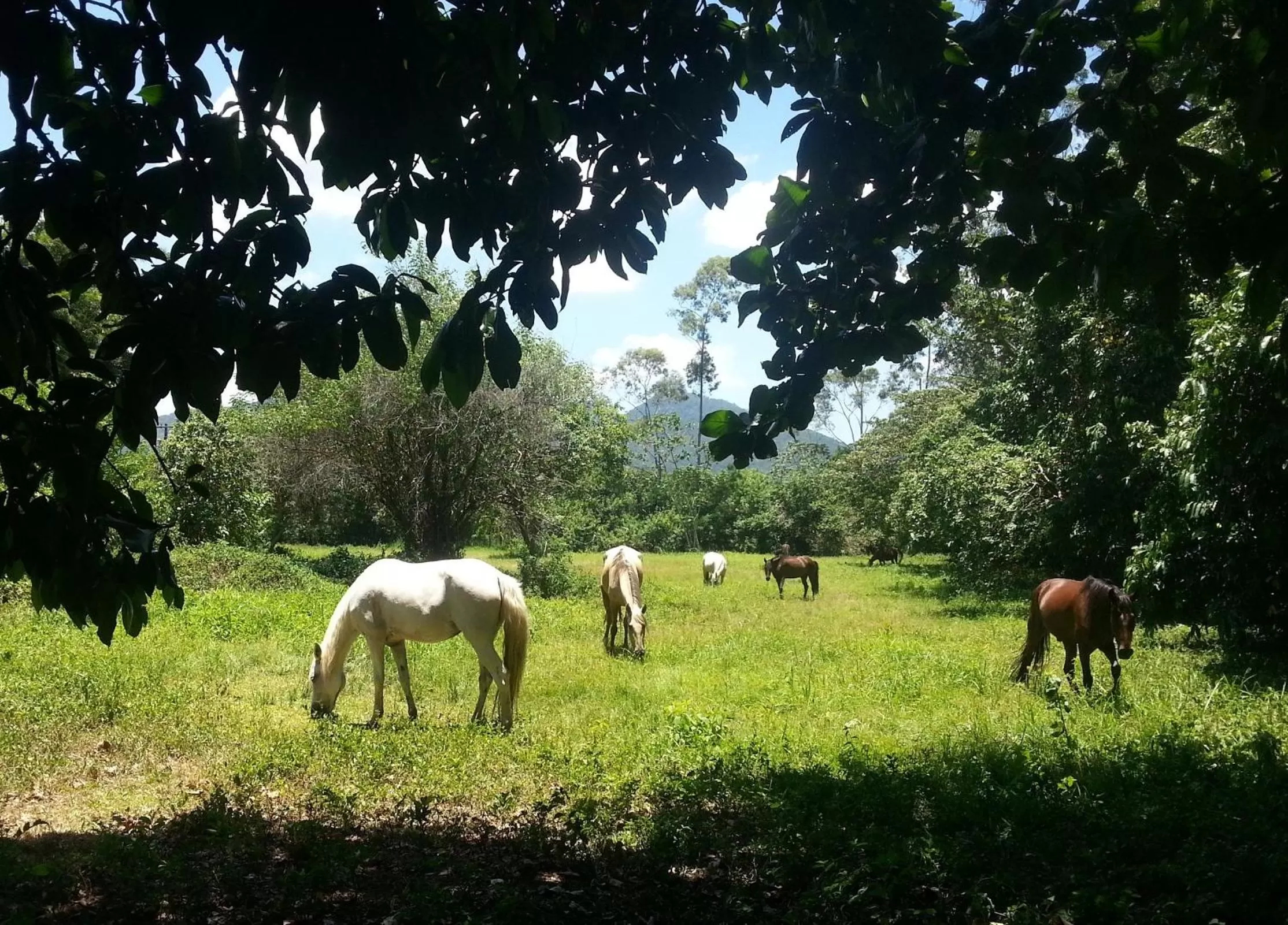 Horse-riding, Other Animals in Hotel Eco Sítio Nosso Paraíso