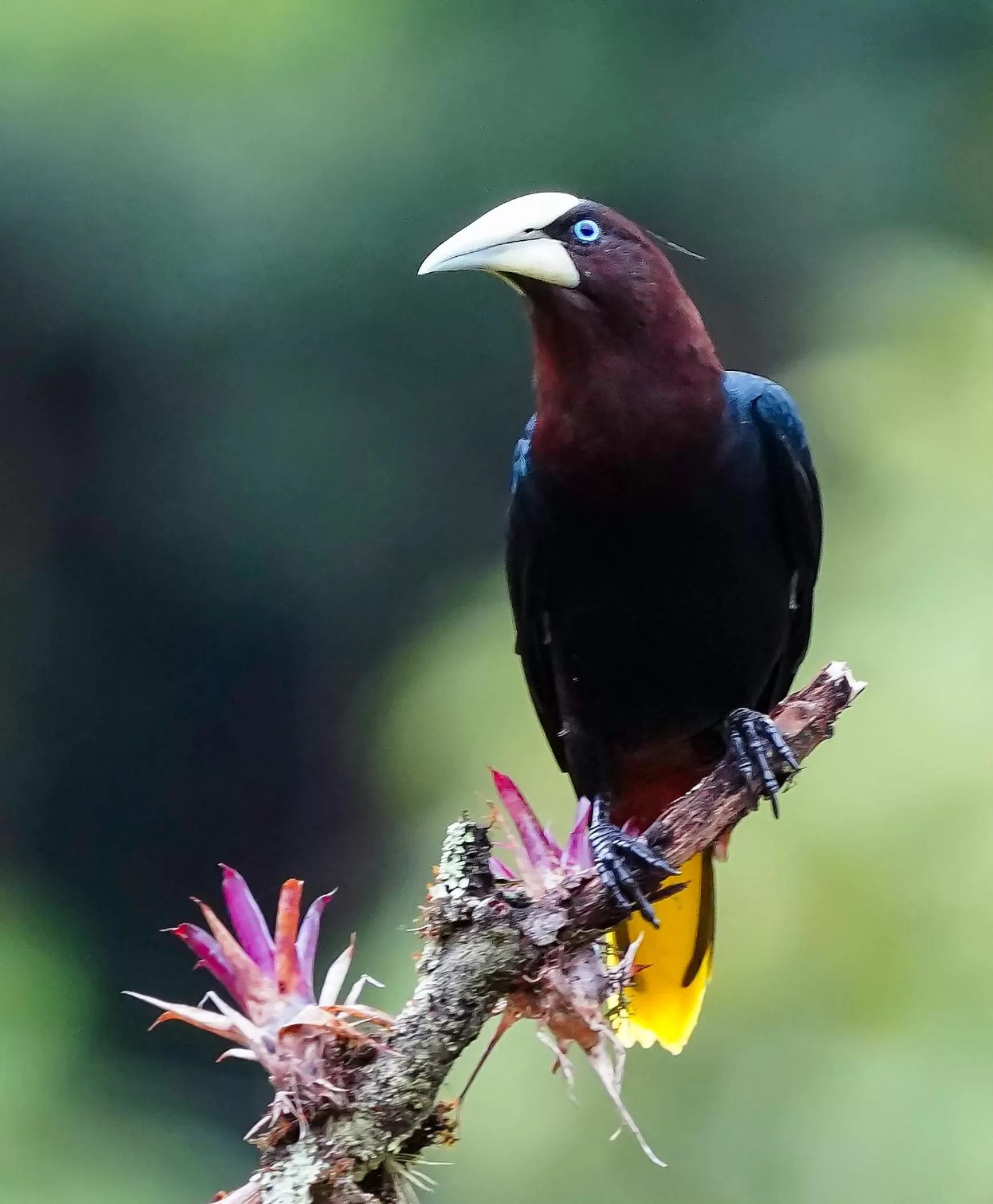 Garden, Other Animals in Arte de Plumas birding lodge