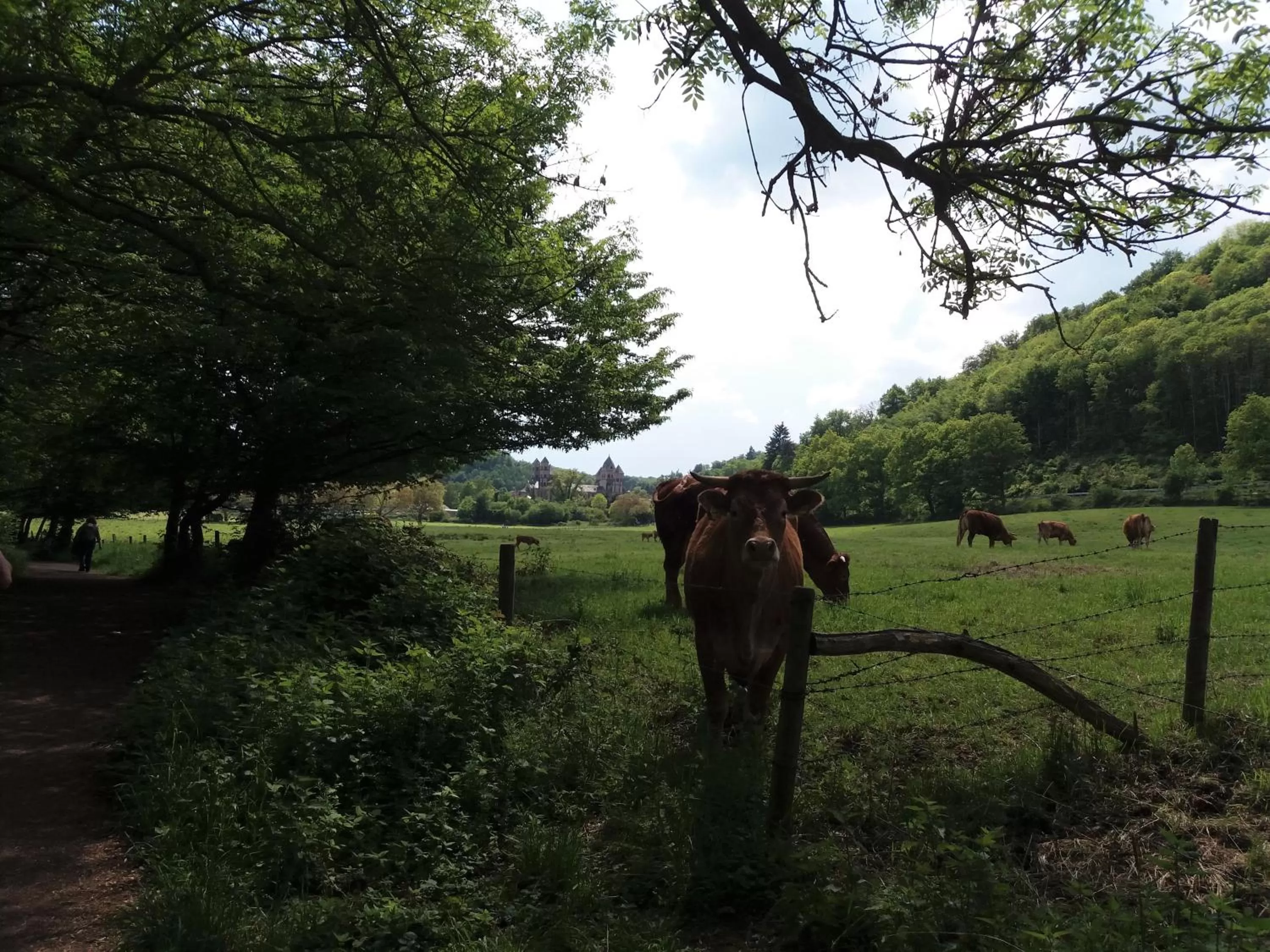 Hiking, Horseback Riding in Gästehaus Am Hochsimmer