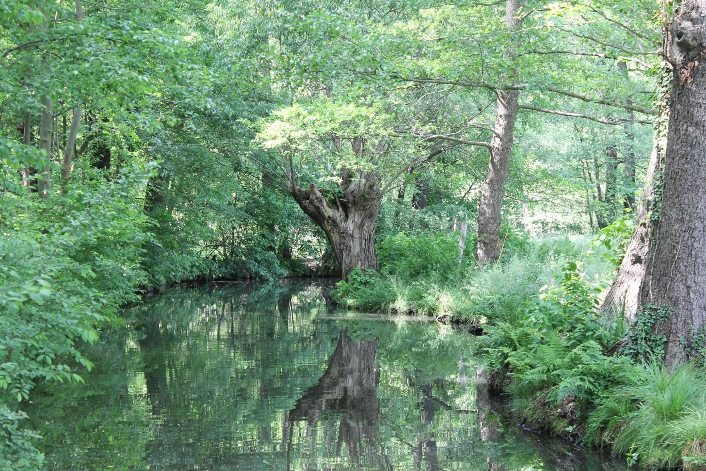 Natural Landscape in Hotel Zum Goldenen Löwen