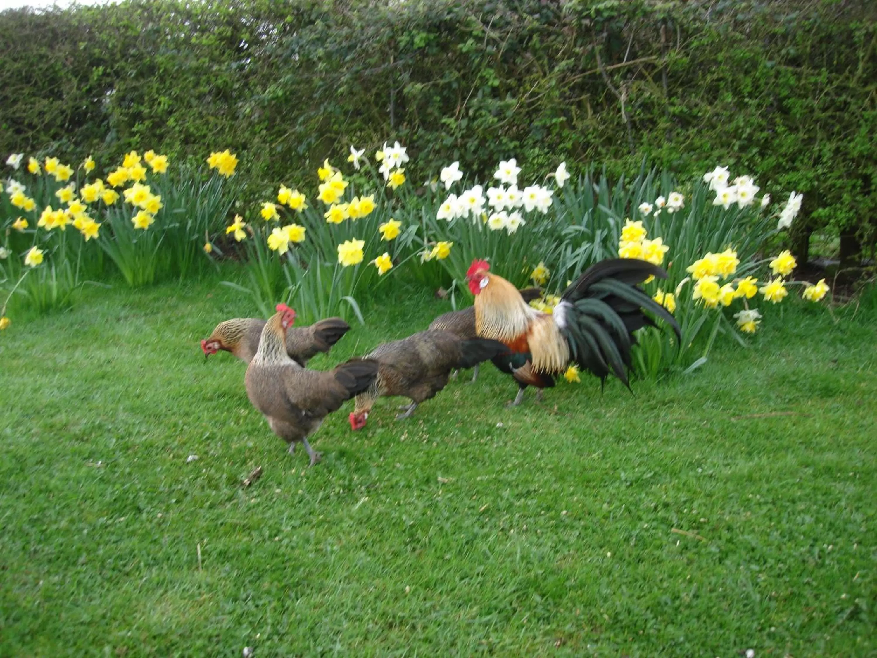 Animals in Pointers Guest House