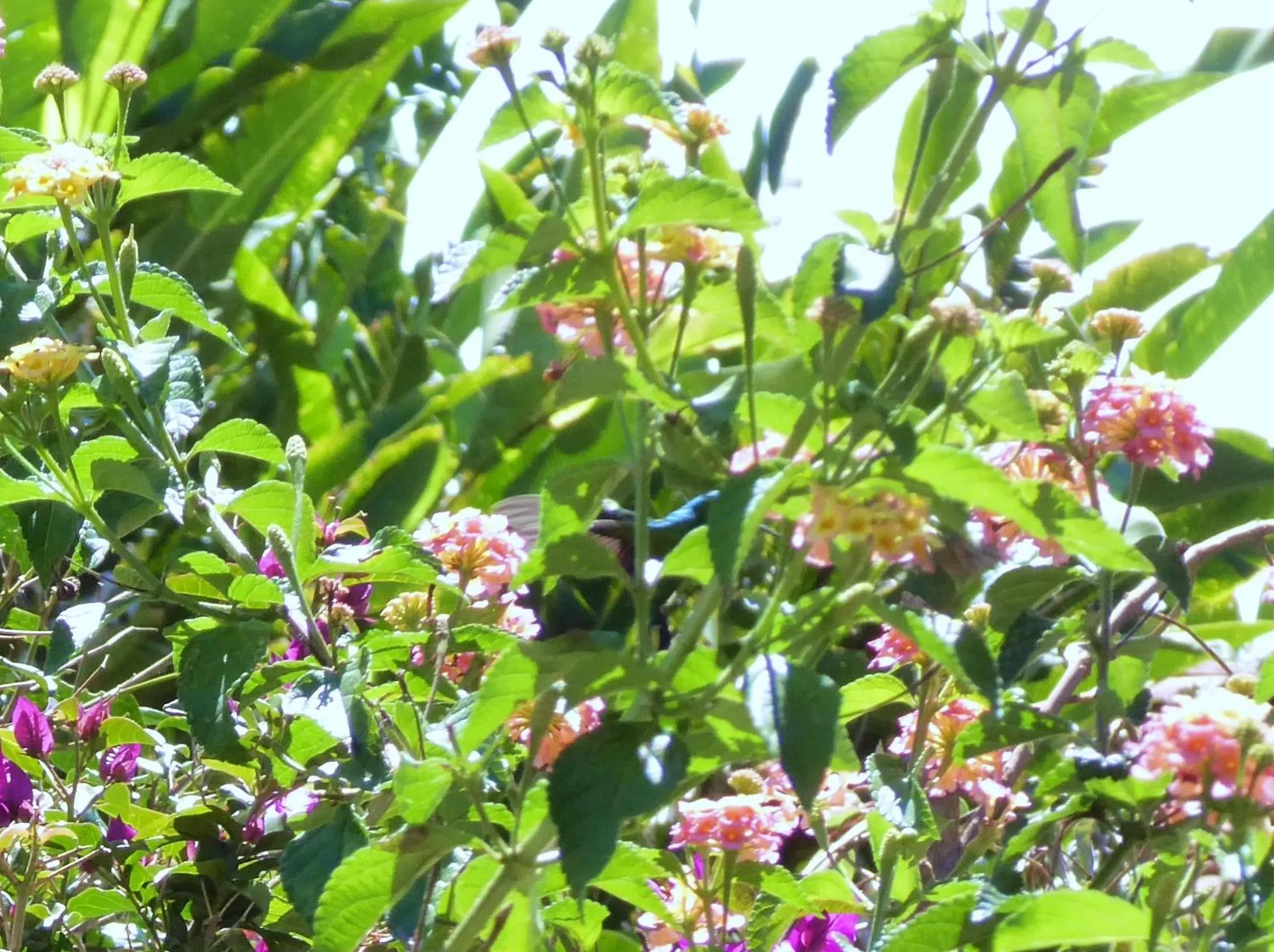 Animals, Other Animals in Finca El Cielo