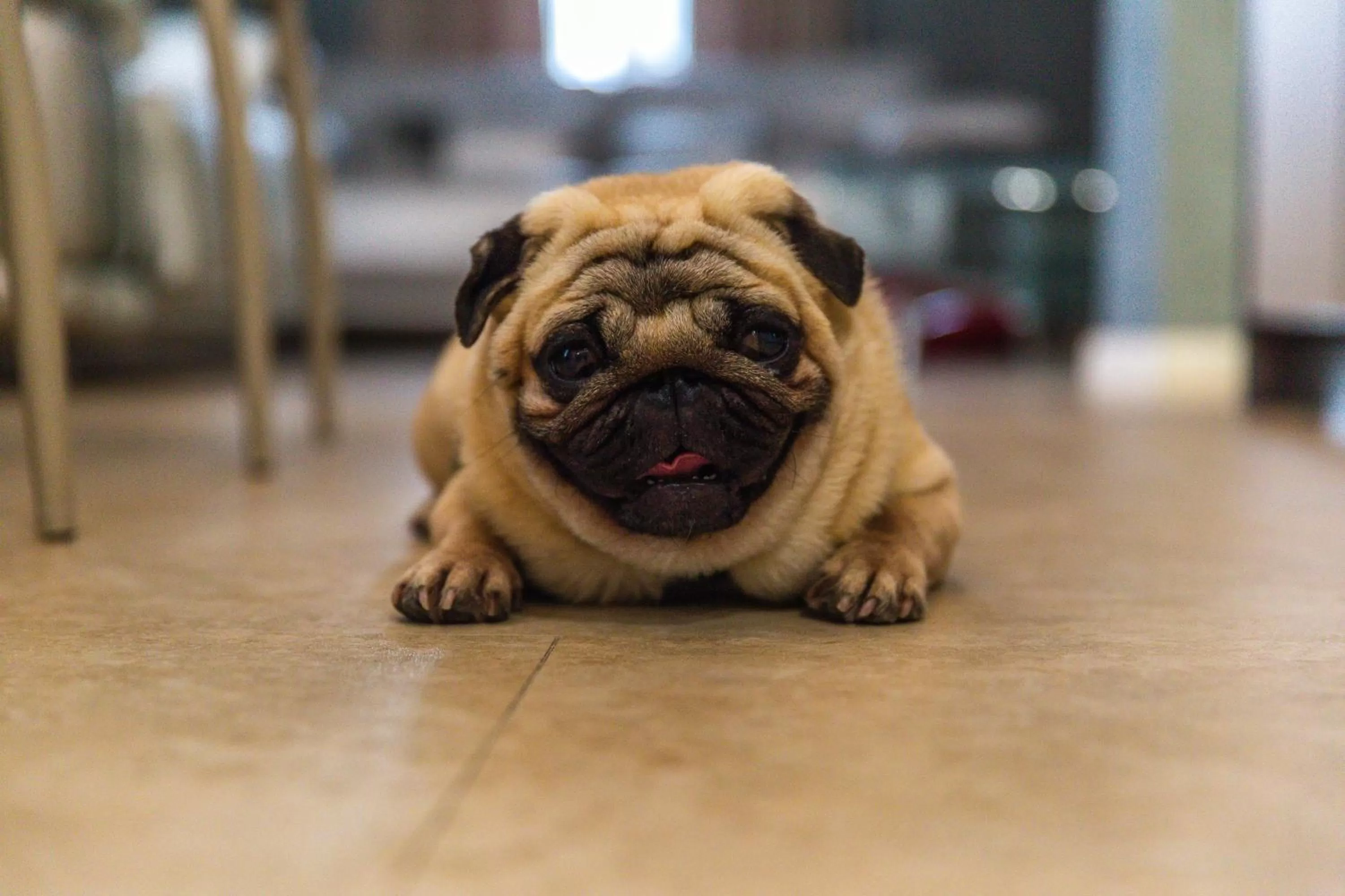 Photo of the whole room, Pets in Hotel "Mandarin Clubhouse"