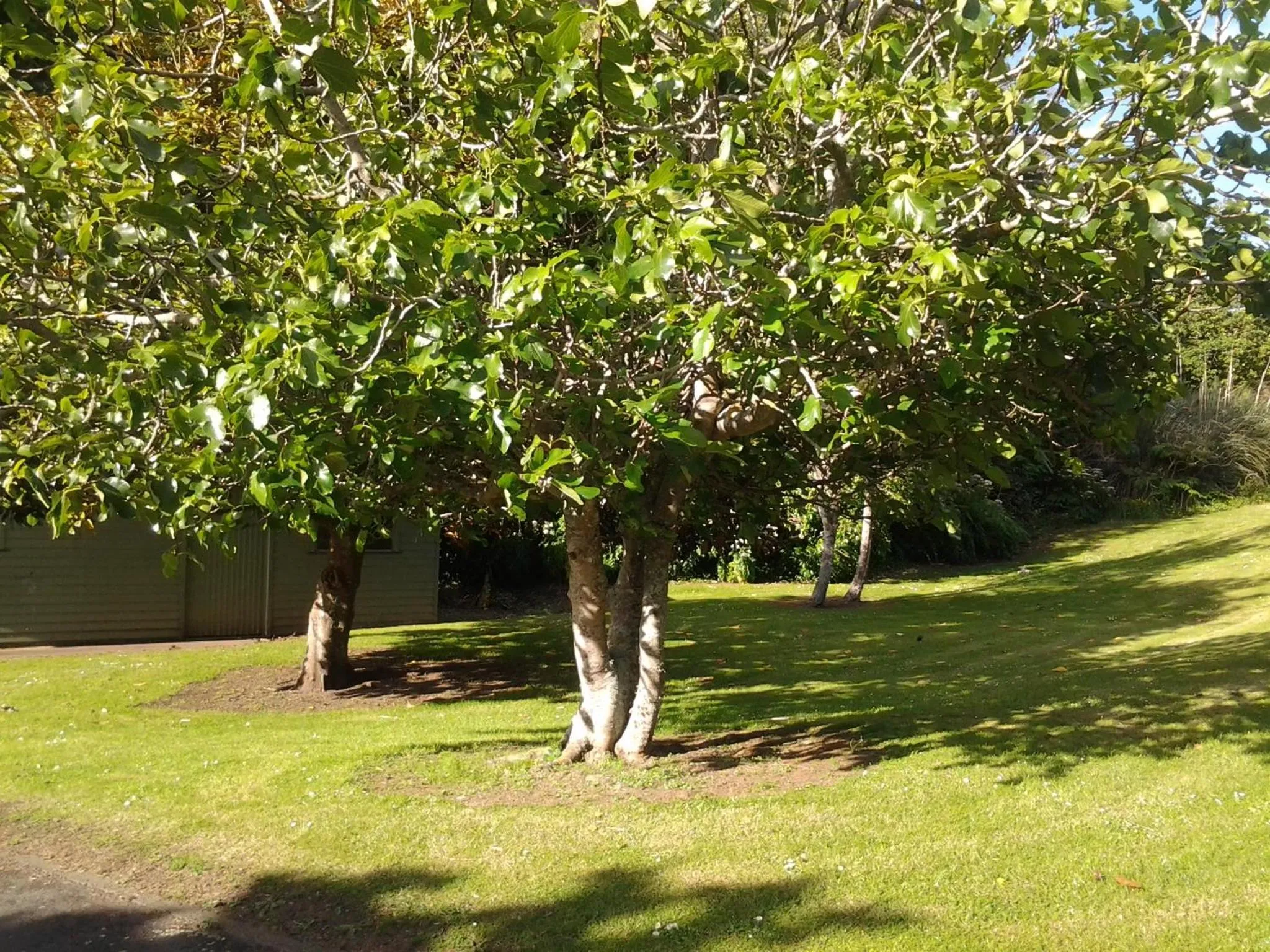 Garden in Hikurangi StayPlace