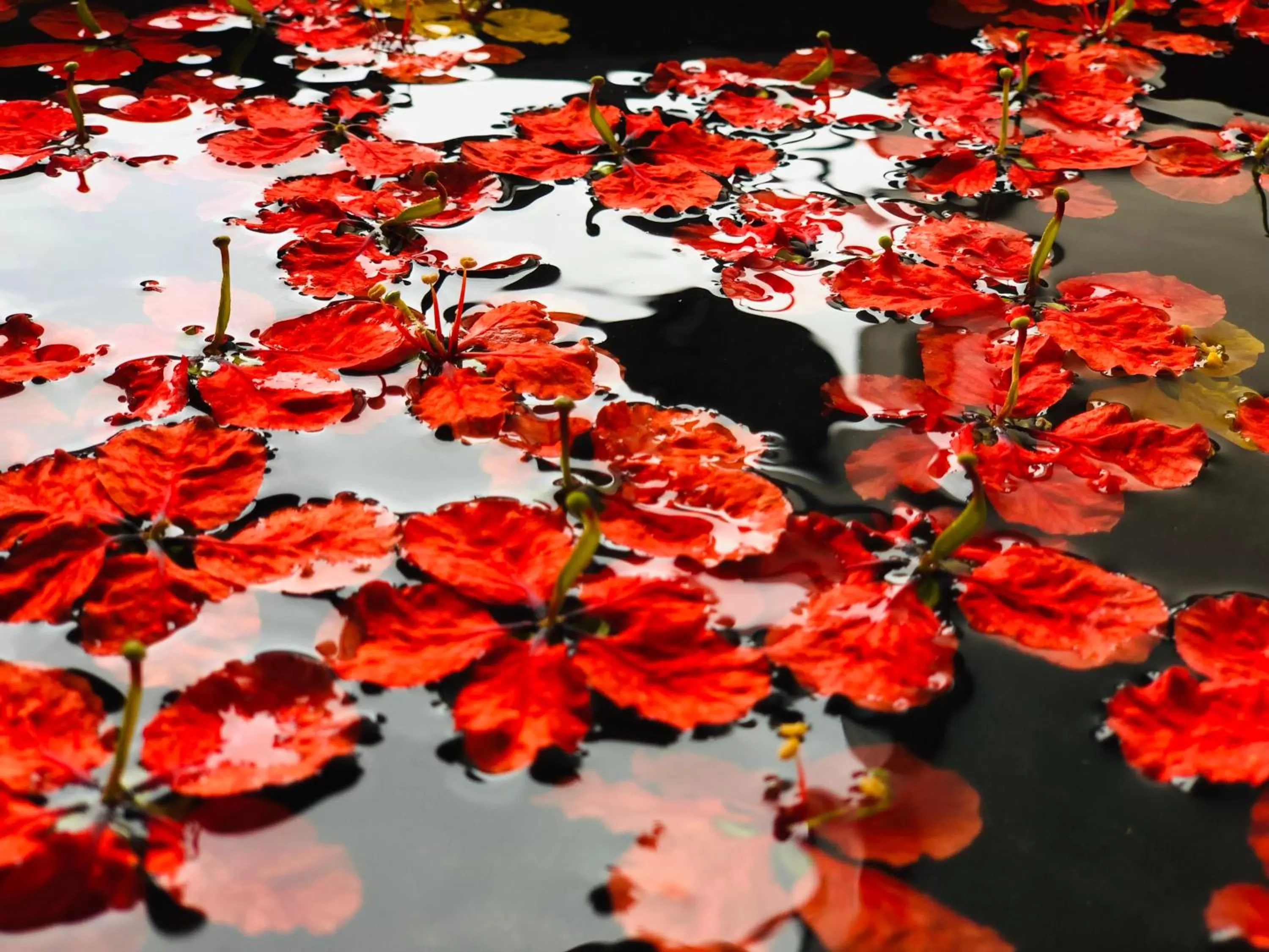 The Heaven's Villa Kandy