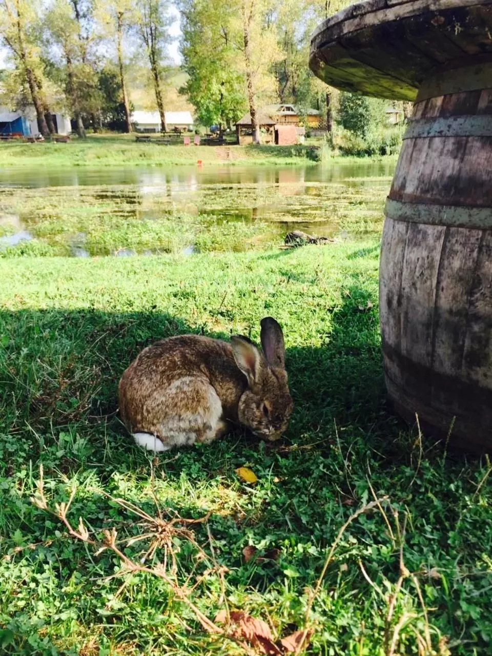 Other Animals in Bed and Breakfast Family Djukic