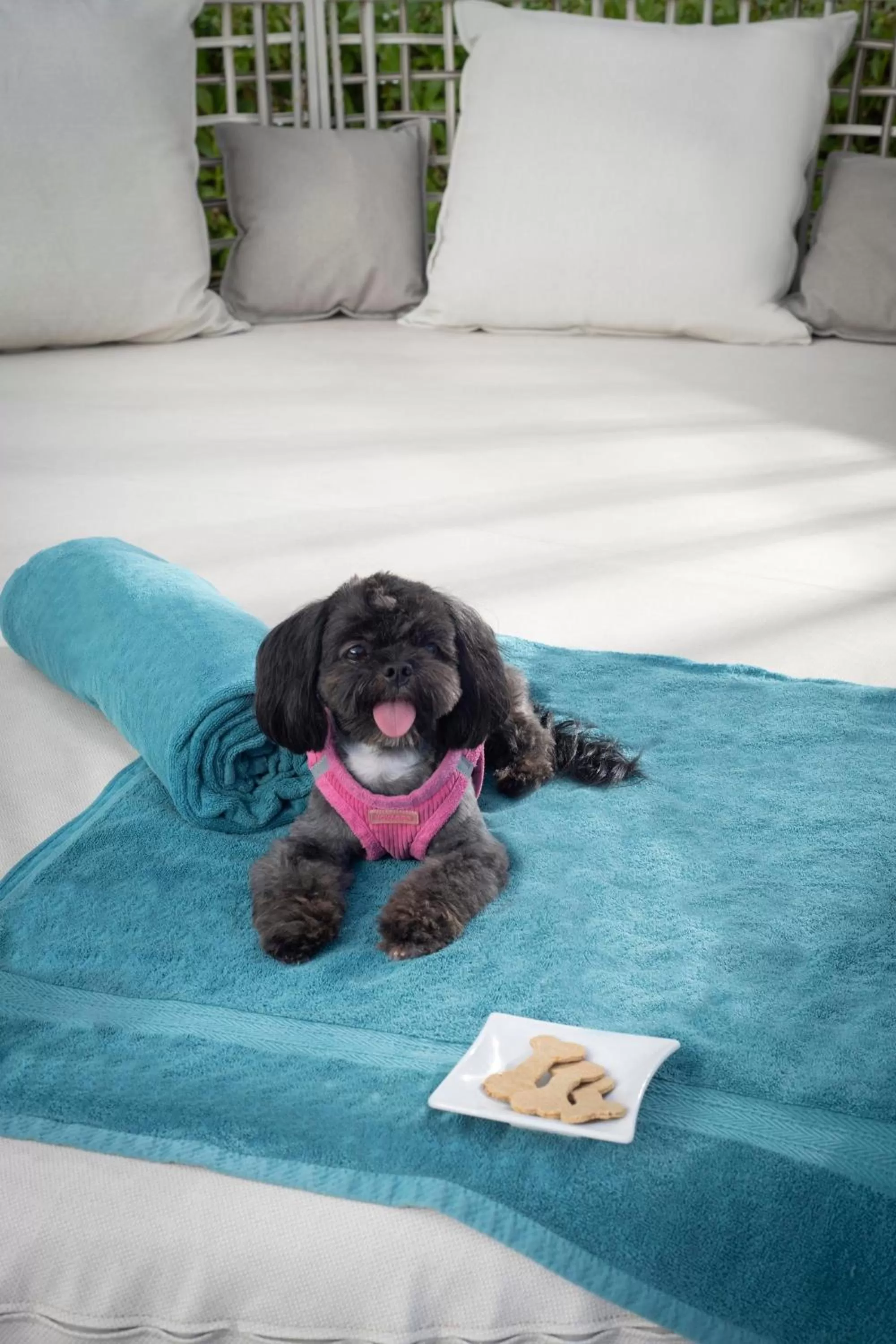 Pets in Serenade Punta Cana Beach & Spa Resort