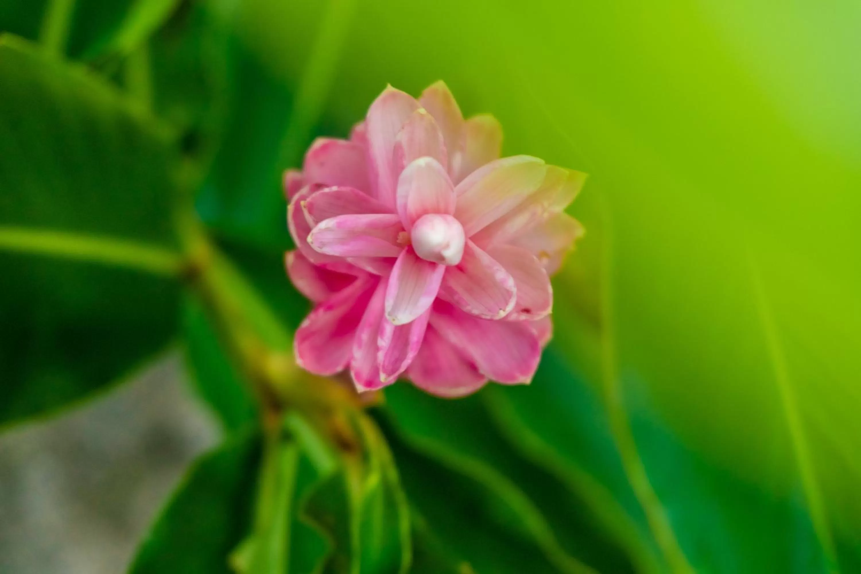 Natural landscape in Pousada Piquara