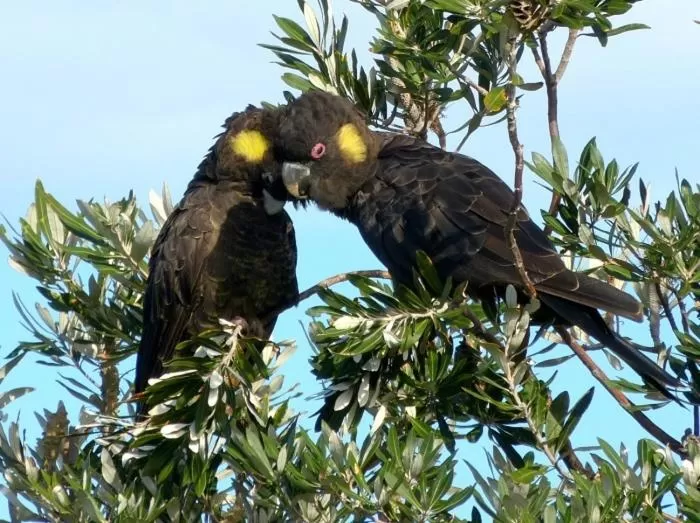 Animals in Coastal Comfort Motel
