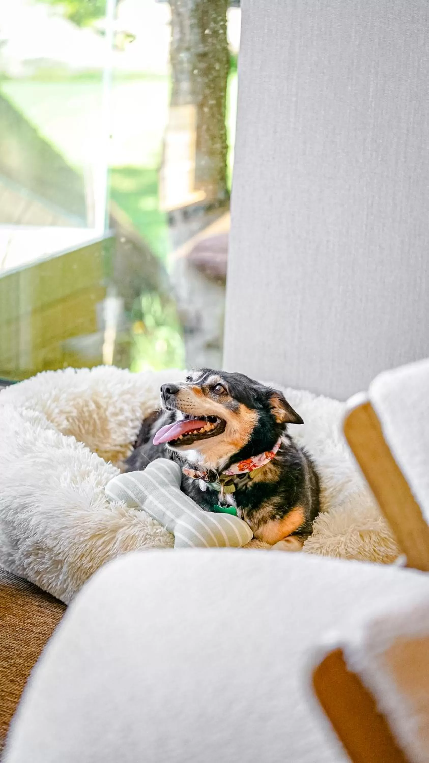 Pets, Bed in Quinta de Silvalde