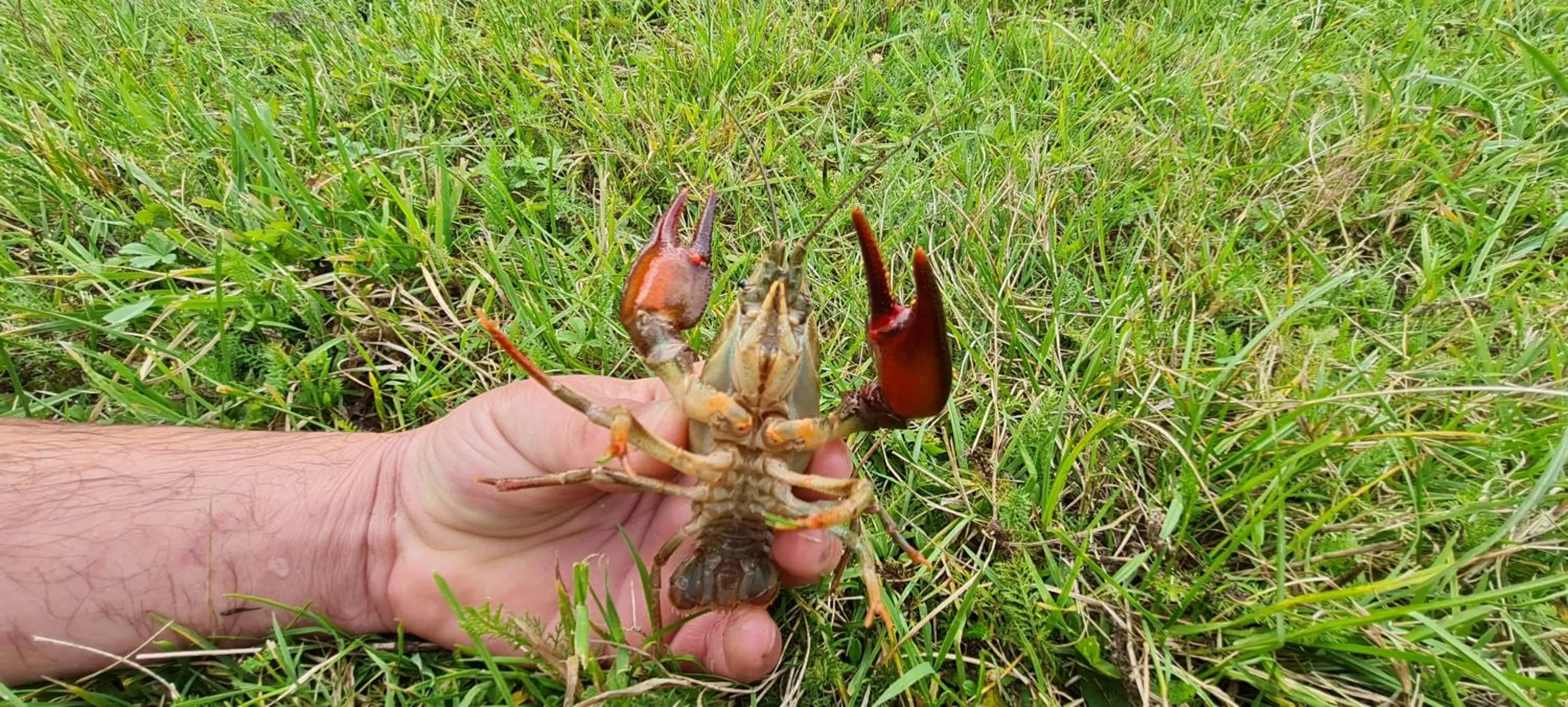 Le Moulin Aux Ecrevisses