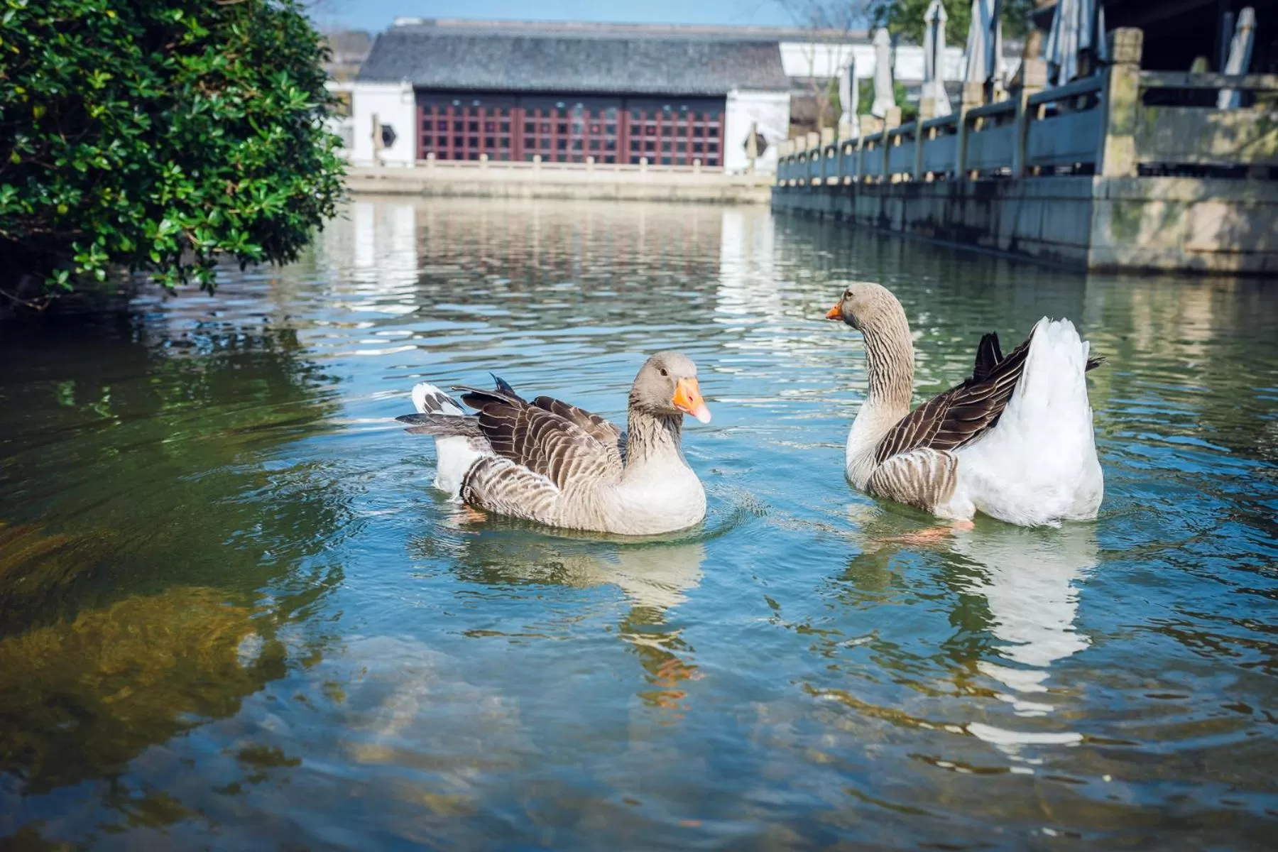 Animals in Four Seasons Hotel Hangzhou at West Lake