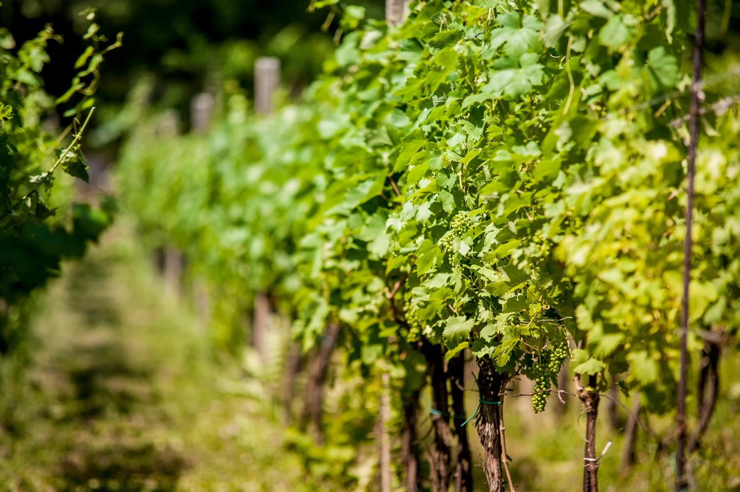 Off site, Garden in Boutique Hotel Golf Garni