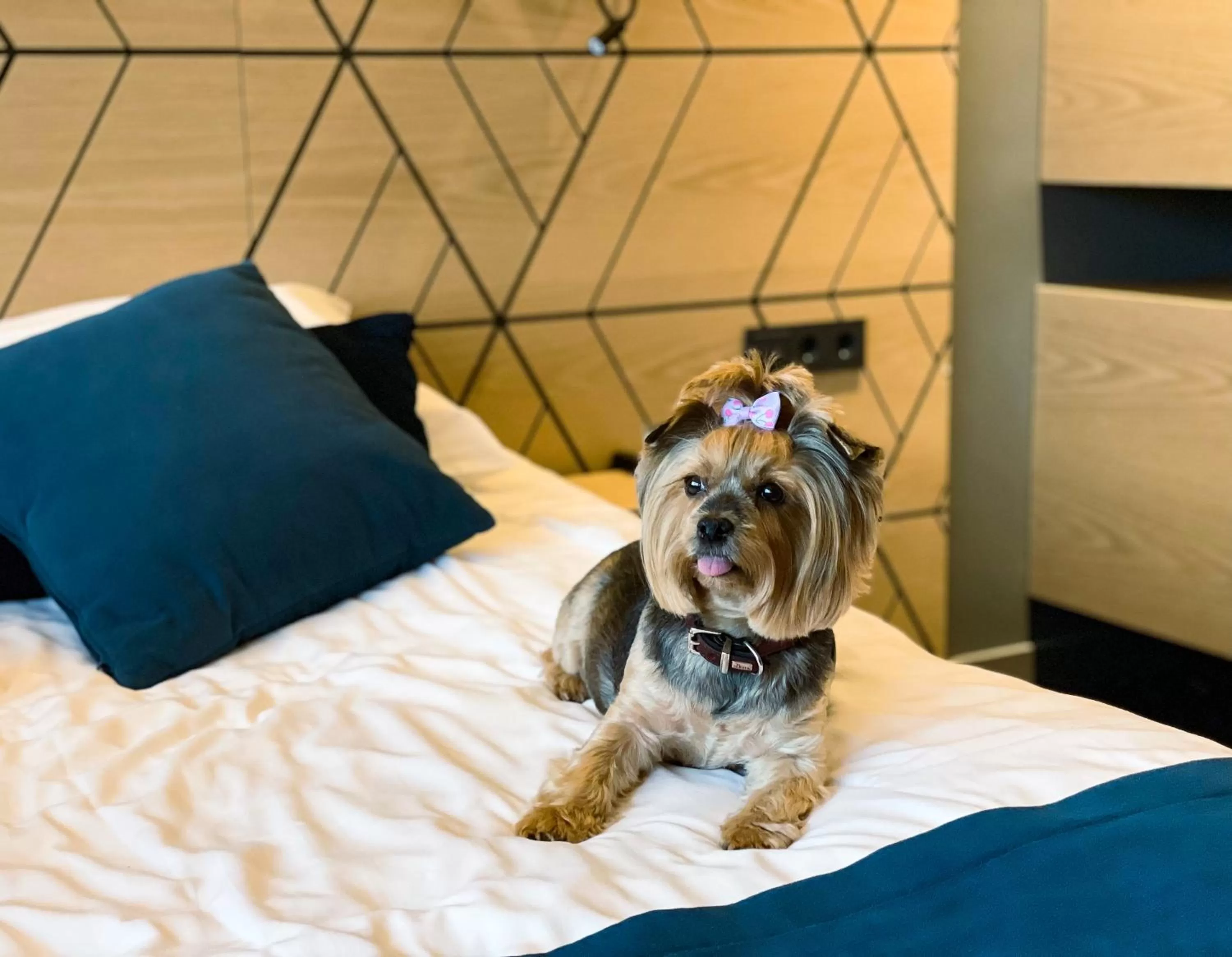 Pets, Bed in Kalev Spa Hotel & Waterpark
