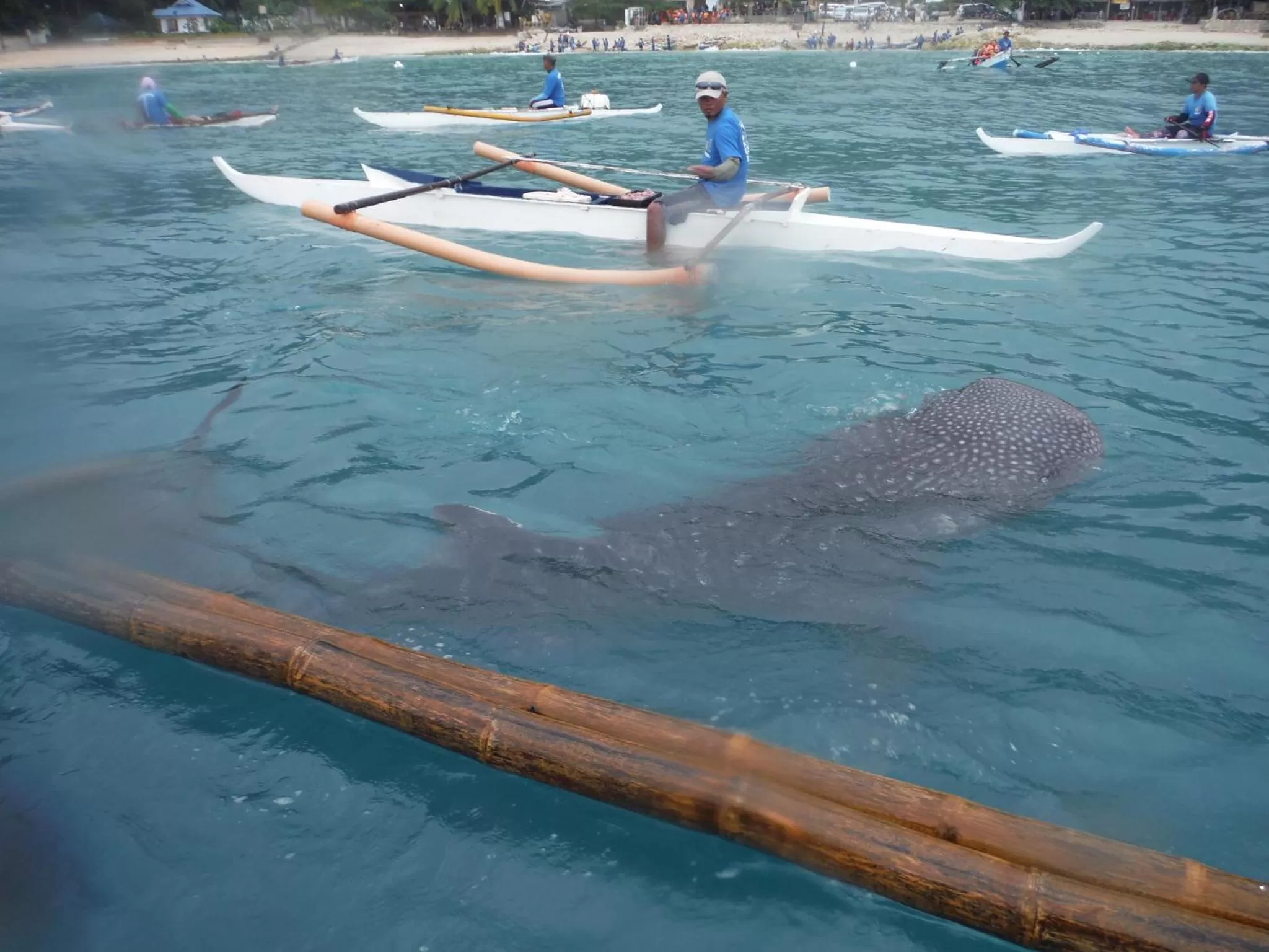 Animals in Down South 118 Beach Resort