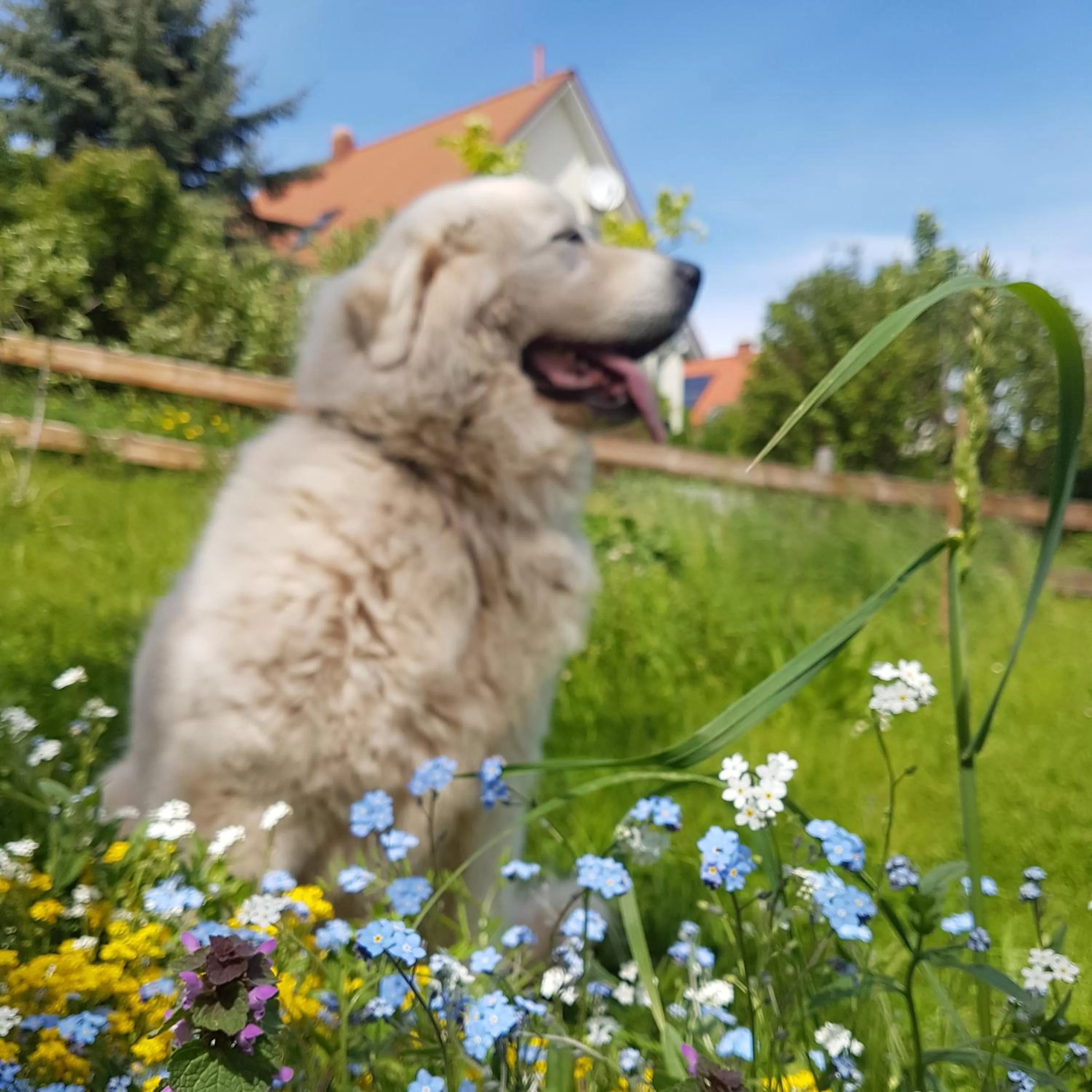 Pets in Landhotel Kräuterbergl Kreischa