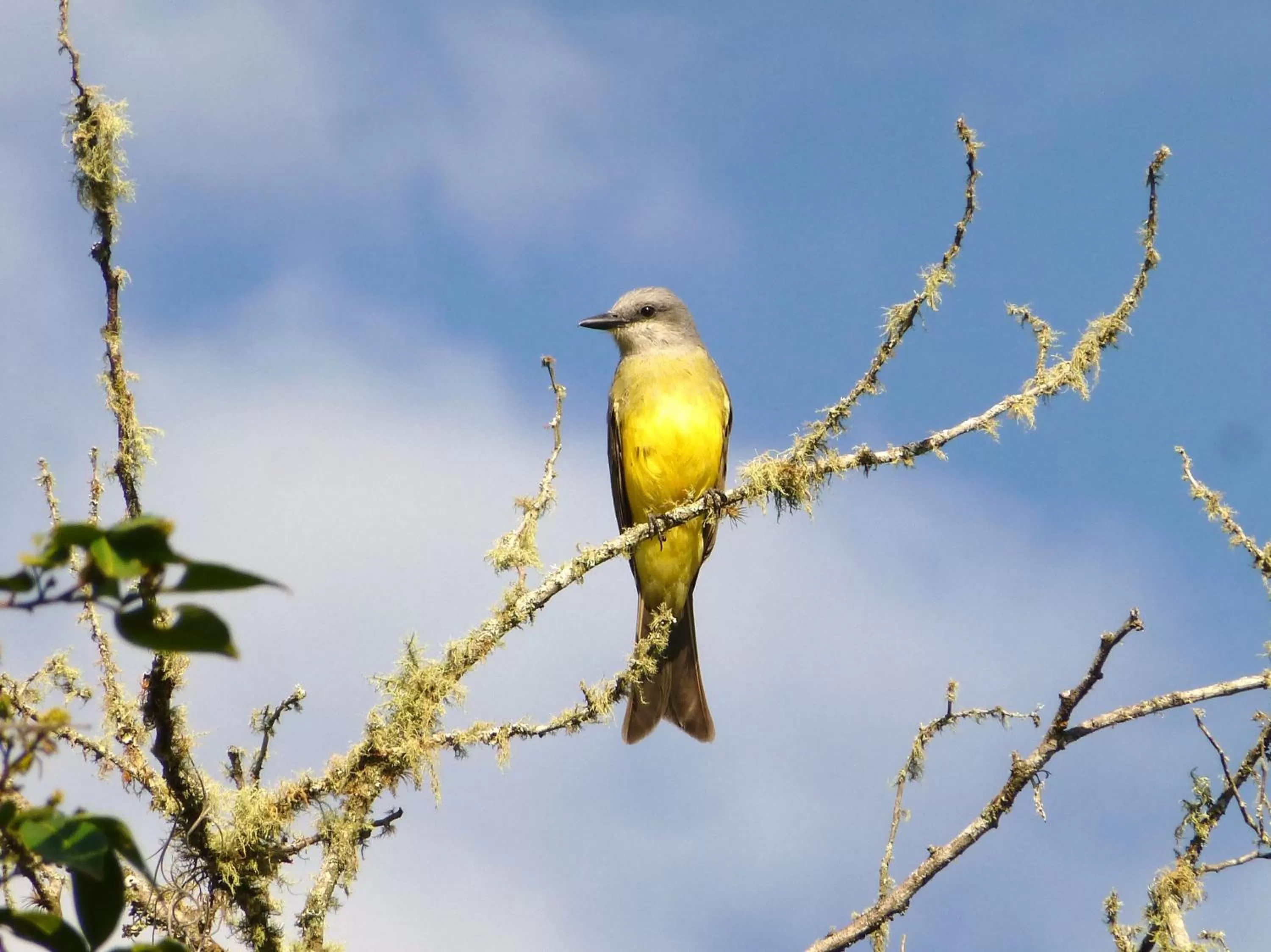 Garden, Other Animals in Finca El Cielo