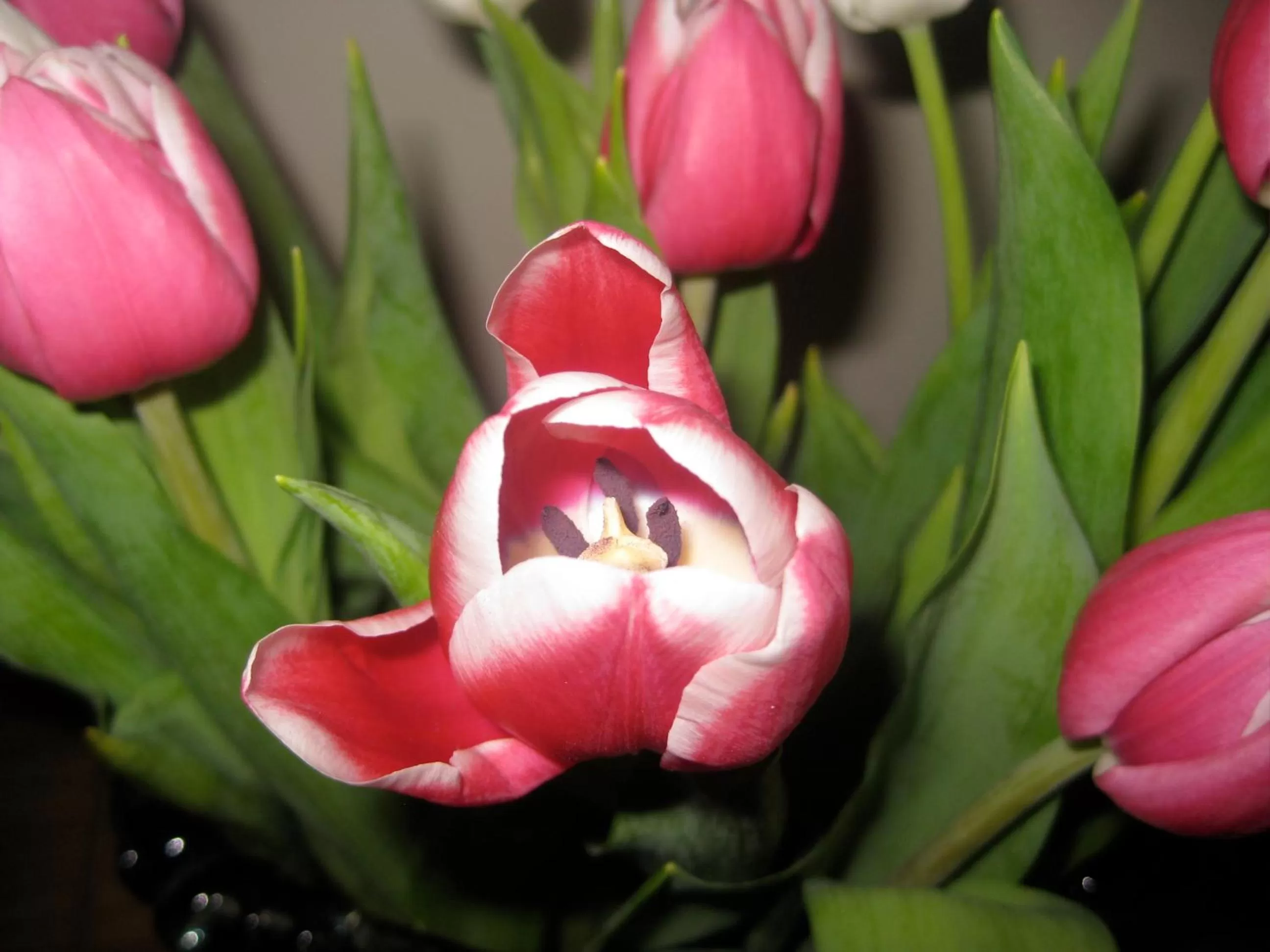 Logo/Certificate/Sign in Taylors Guesthouse